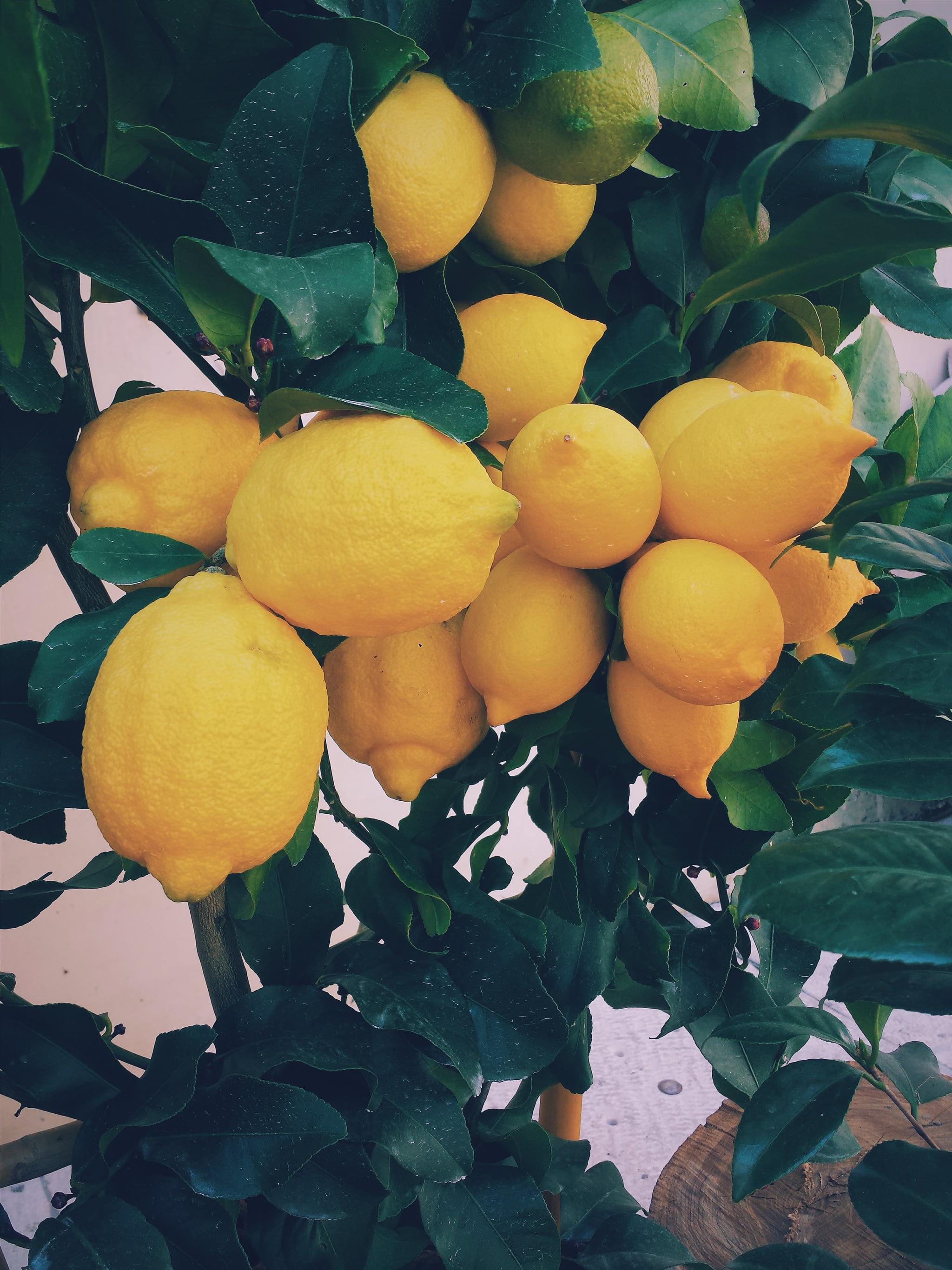 Aesthetic Lemons Wallpapers