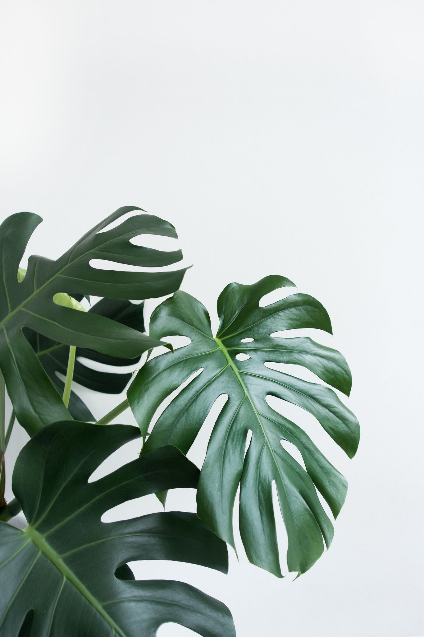 Aesthetic Minimalist Plant Desktop Wallpapers