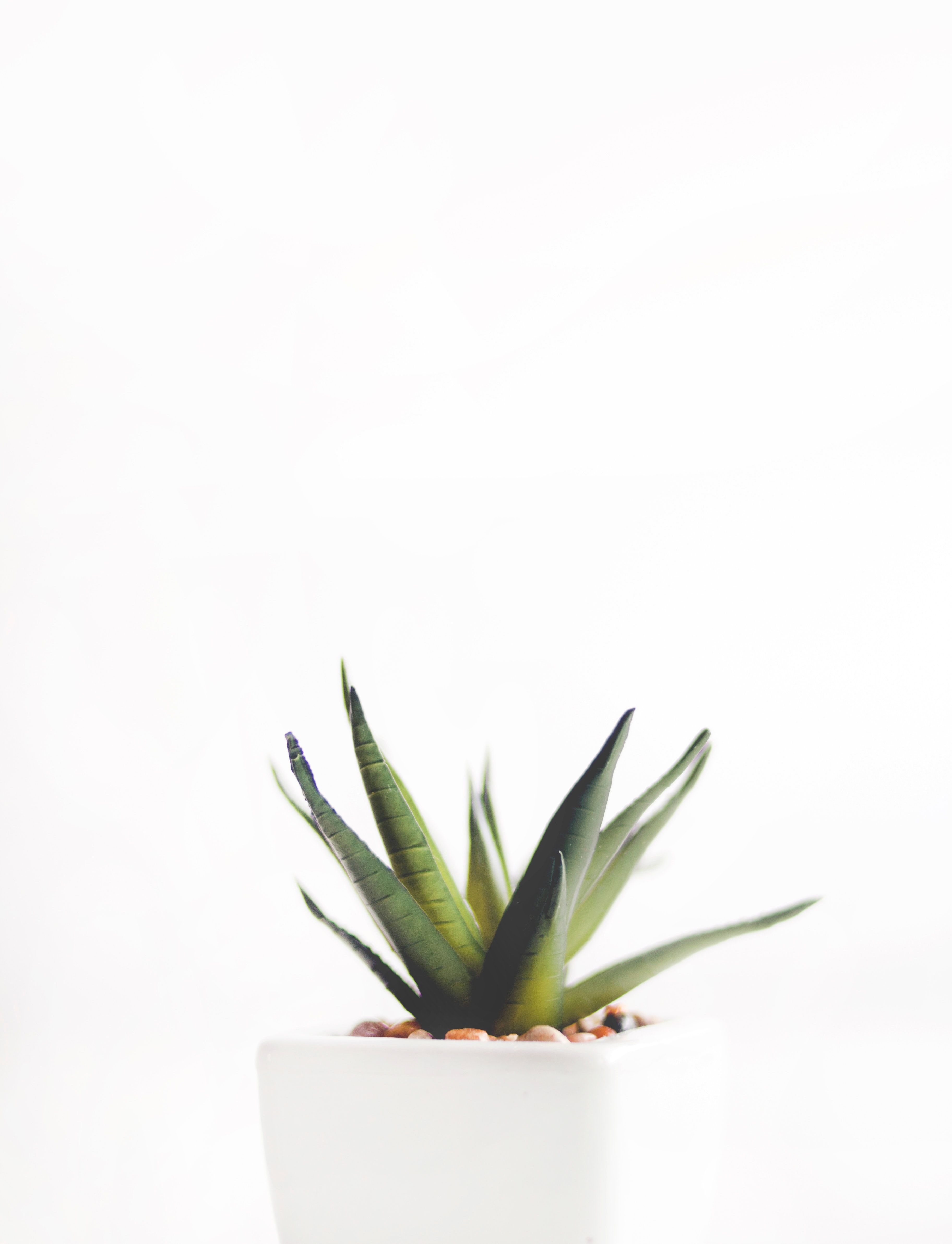 Aesthetic Minimalist Plant Desktop Wallpapers