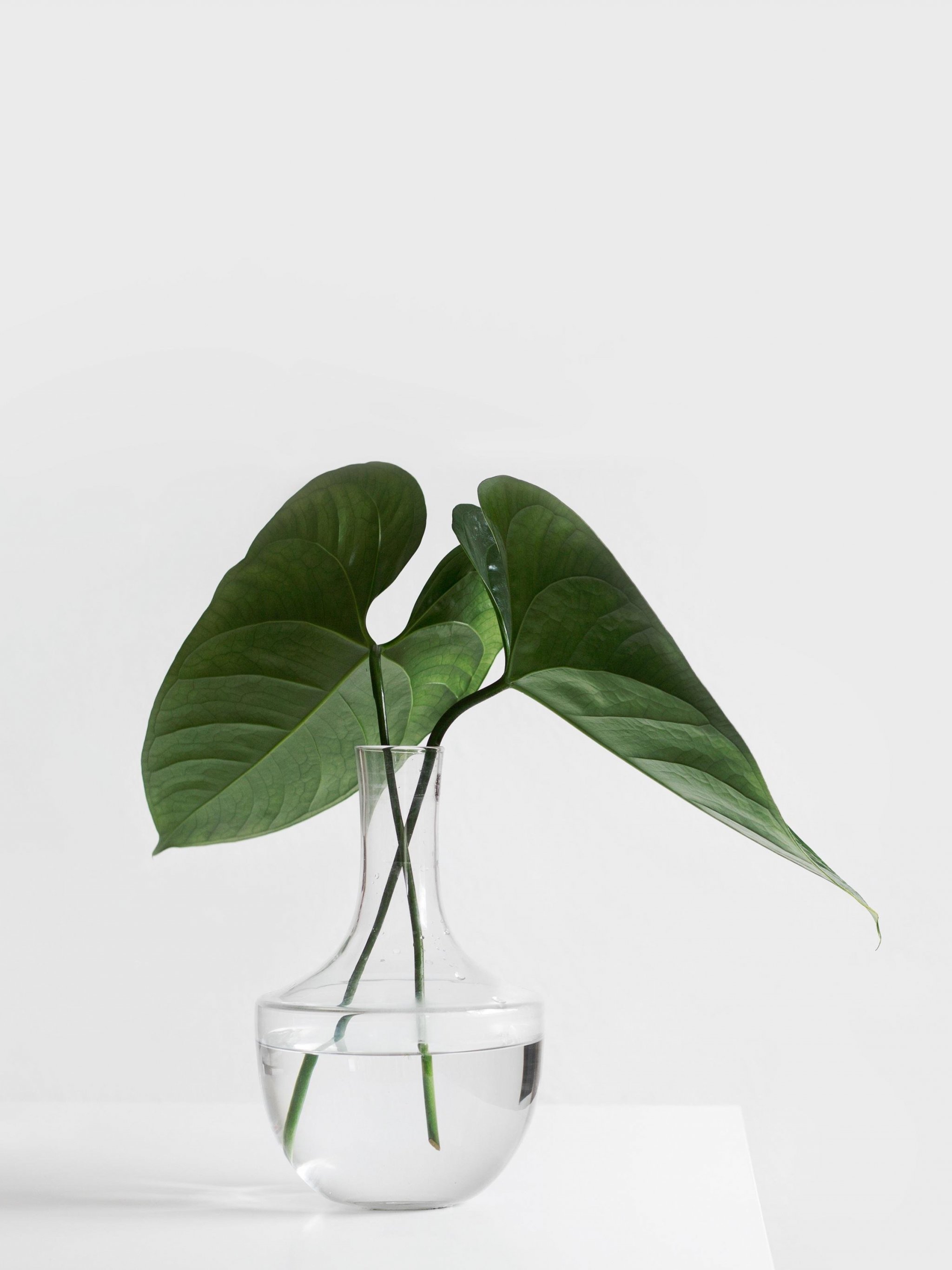 Aesthetic Minimalist Plant Desktop Wallpapers