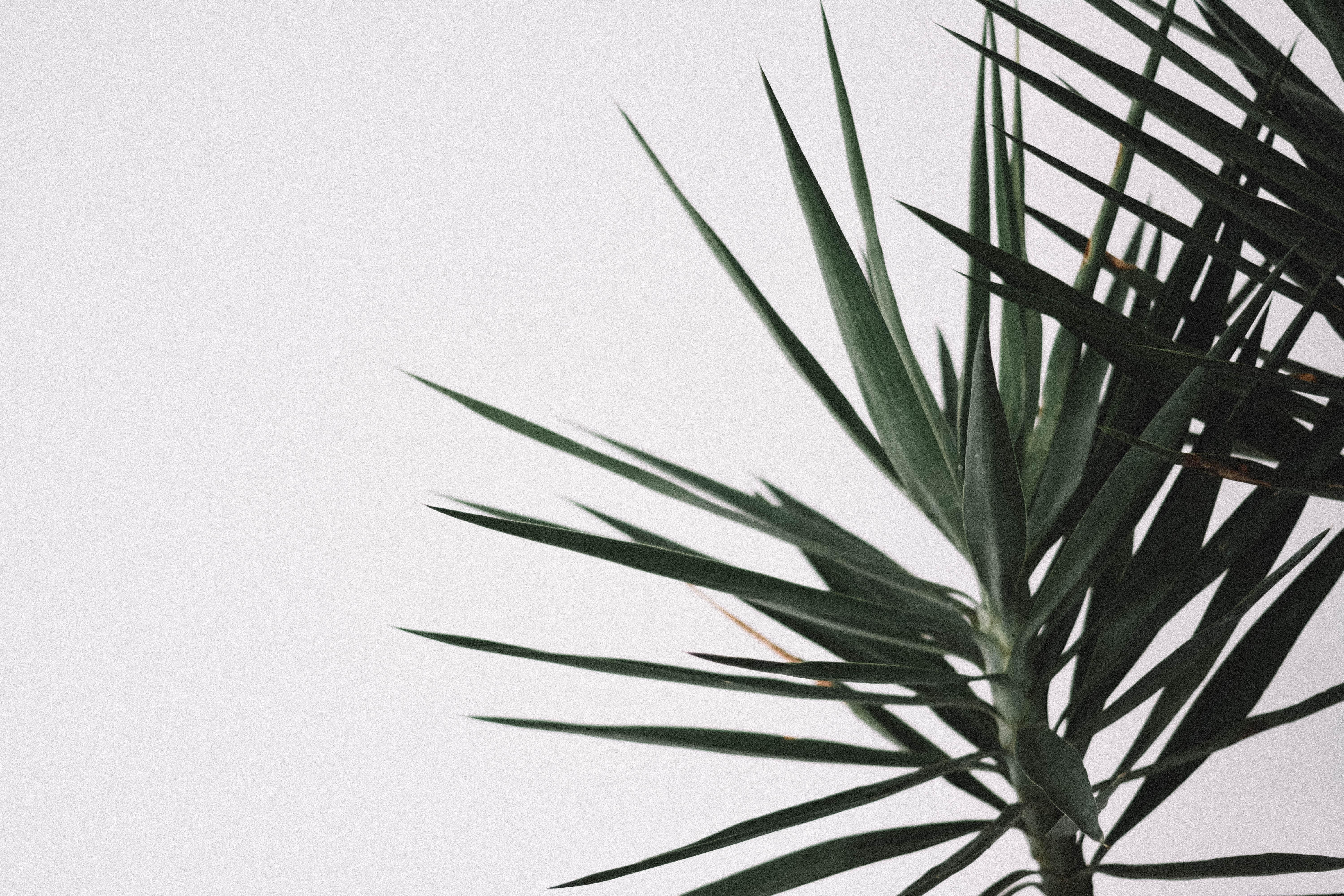 Aesthetic Minimalist Plant Desktop Wallpapers