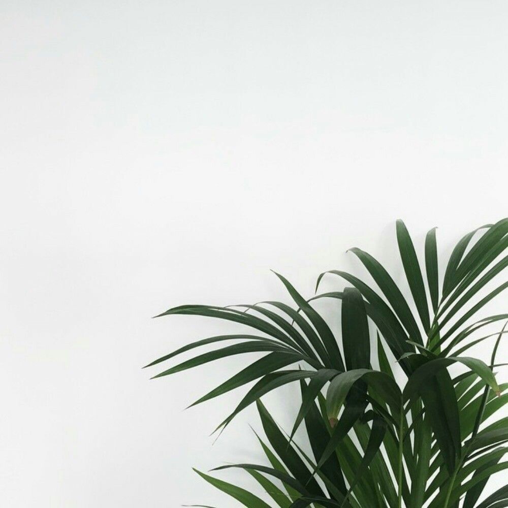 Aesthetic Minimalist Plant Desktop Wallpapers