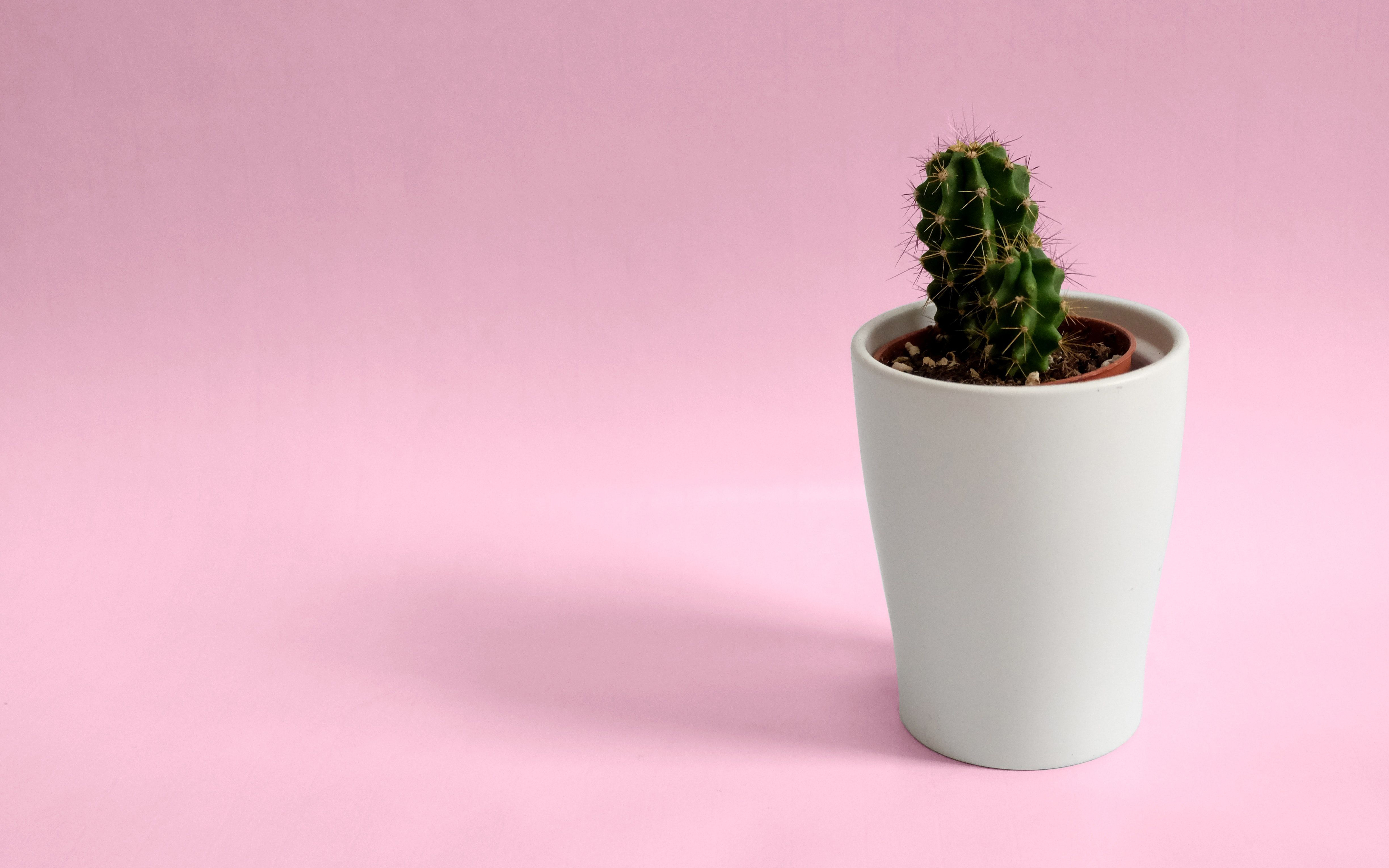 Aesthetic Minimalist Plant Desktop Wallpapers