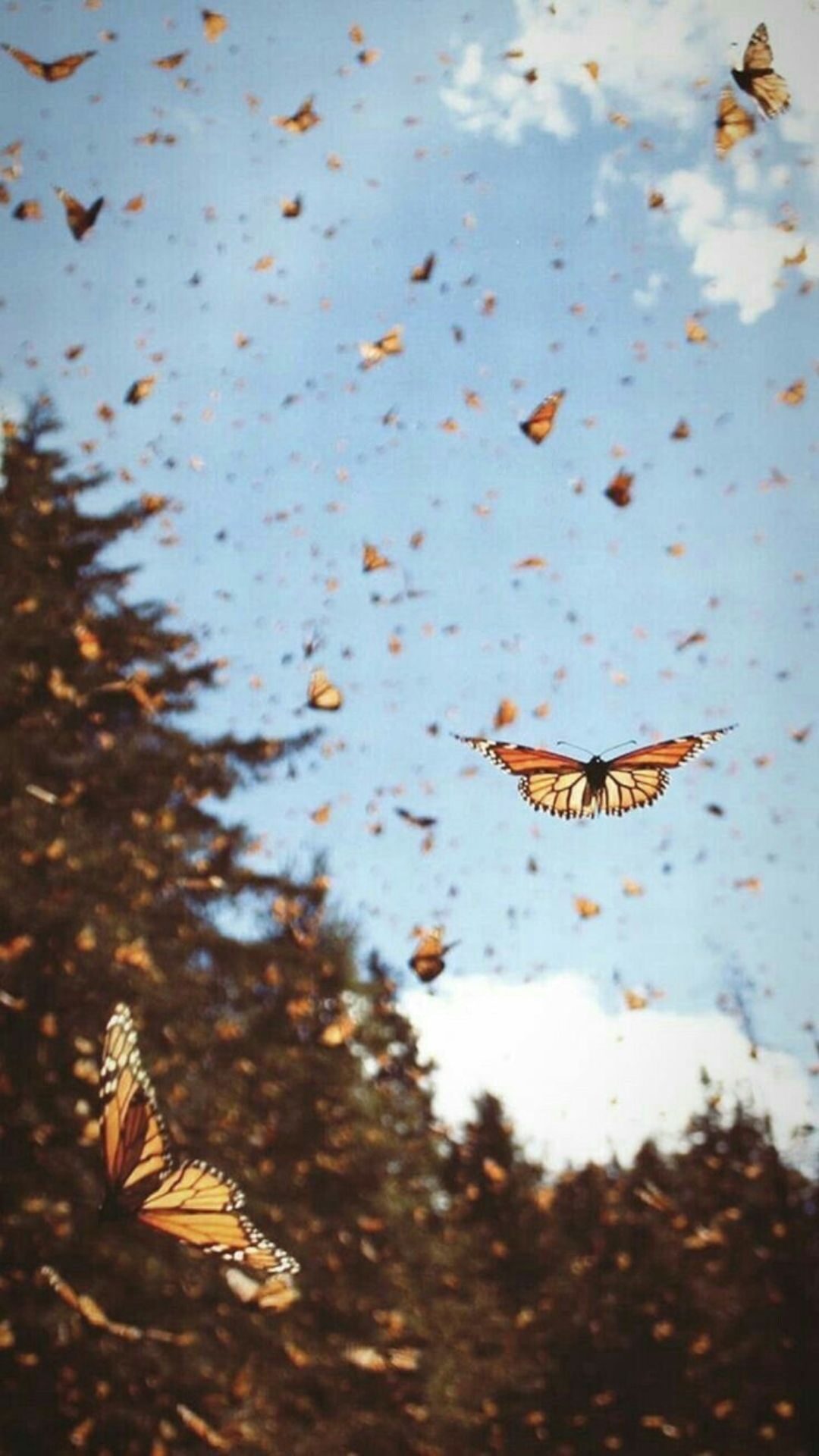 Aesthetic Orange Butterfly Wallpapers