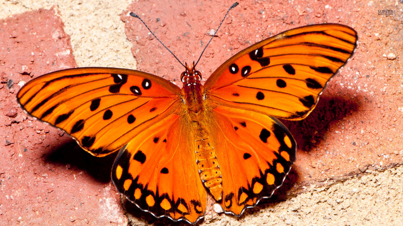 Aesthetic Orange Butterfly Wallpapers