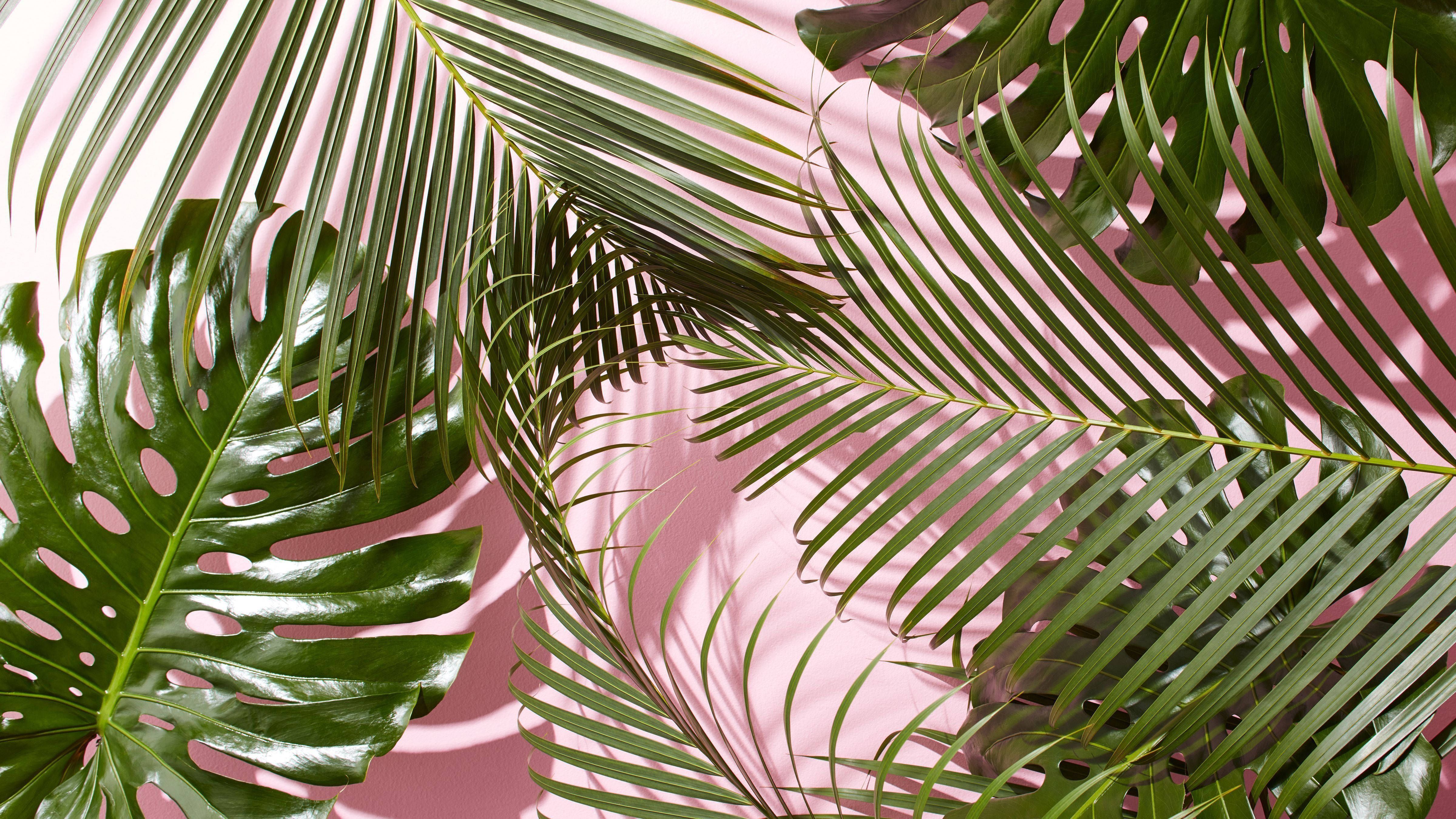 Aesthetic Palm Leaves Wallpapers