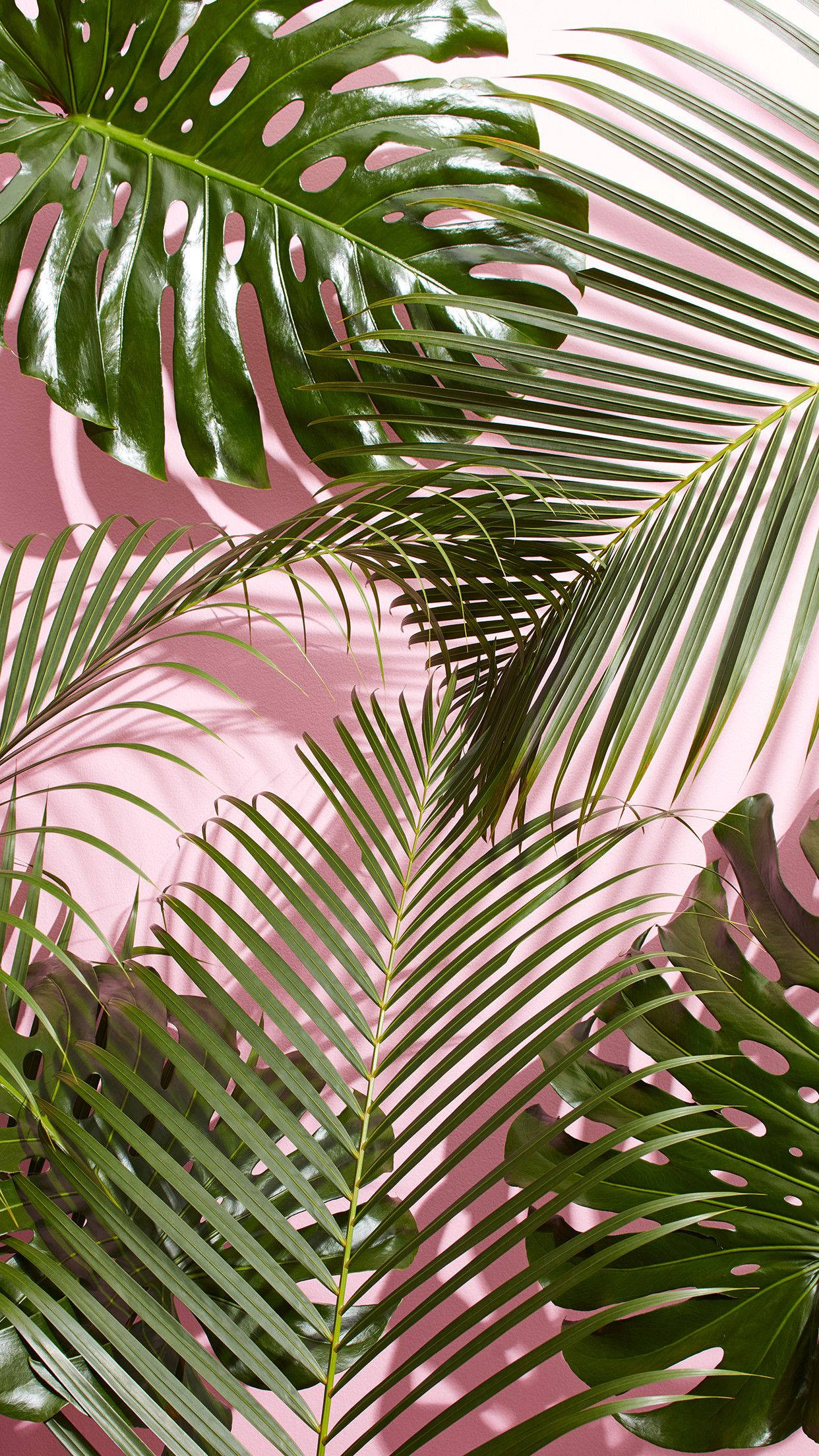 Aesthetic Palm Leaves Wallpapers