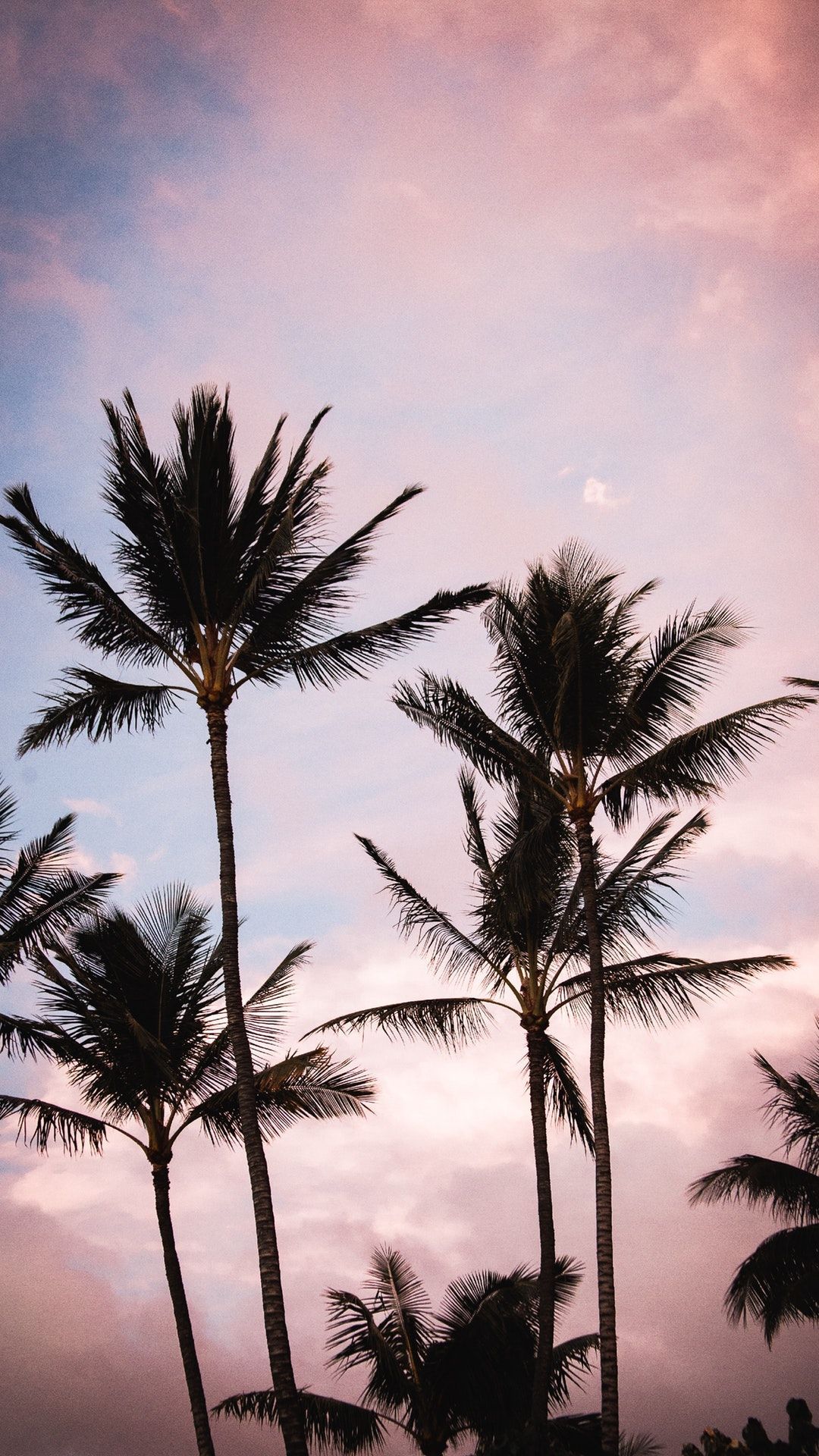 Aesthetic Palm Tree Phone Wallpapers