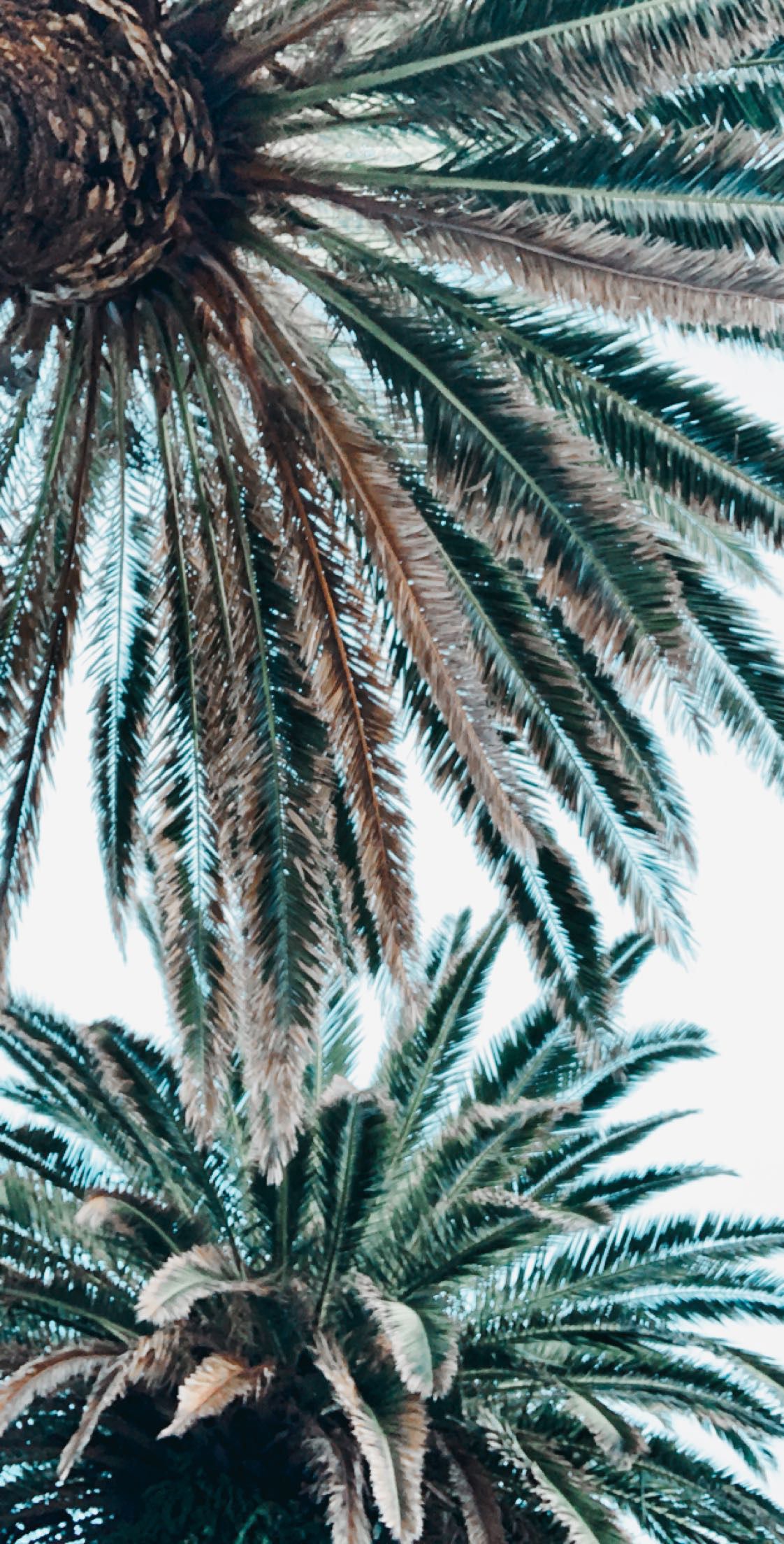 Aesthetic Palm Tree Phone Wallpapers