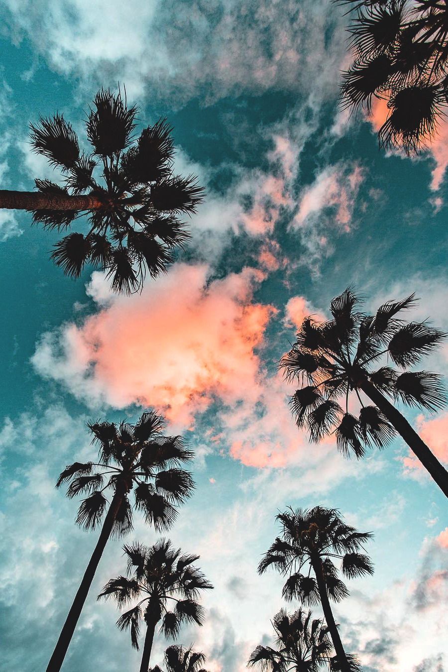 Aesthetic Palm Tree Phone Wallpapers