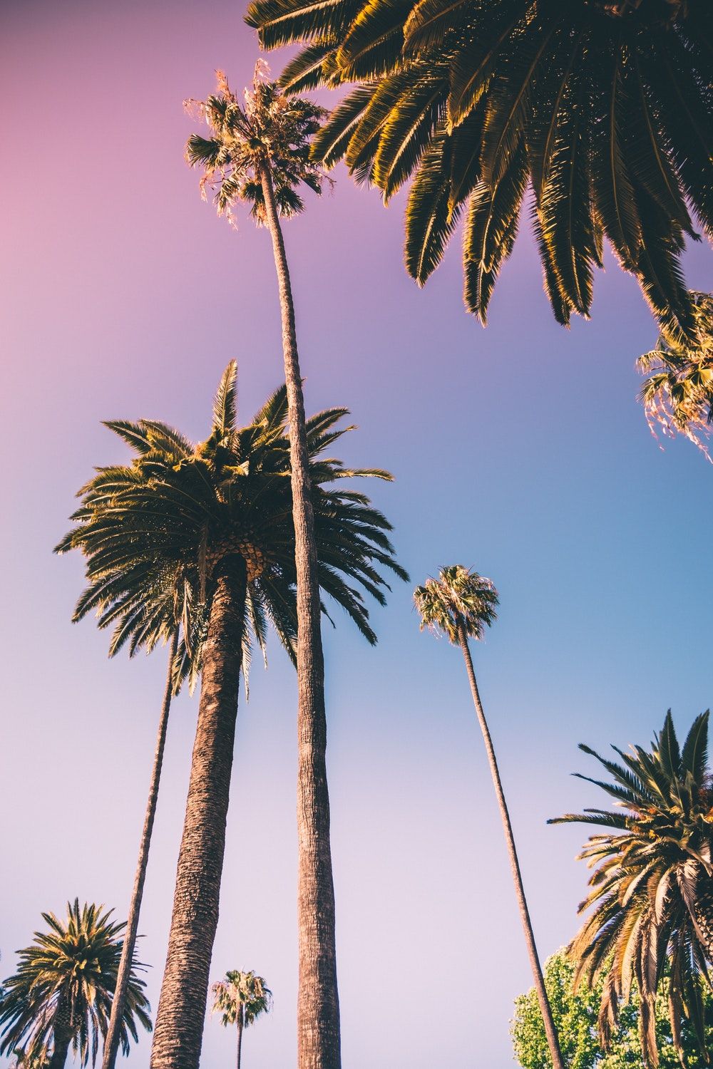 Aesthetic Palm Tree Phone Wallpapers