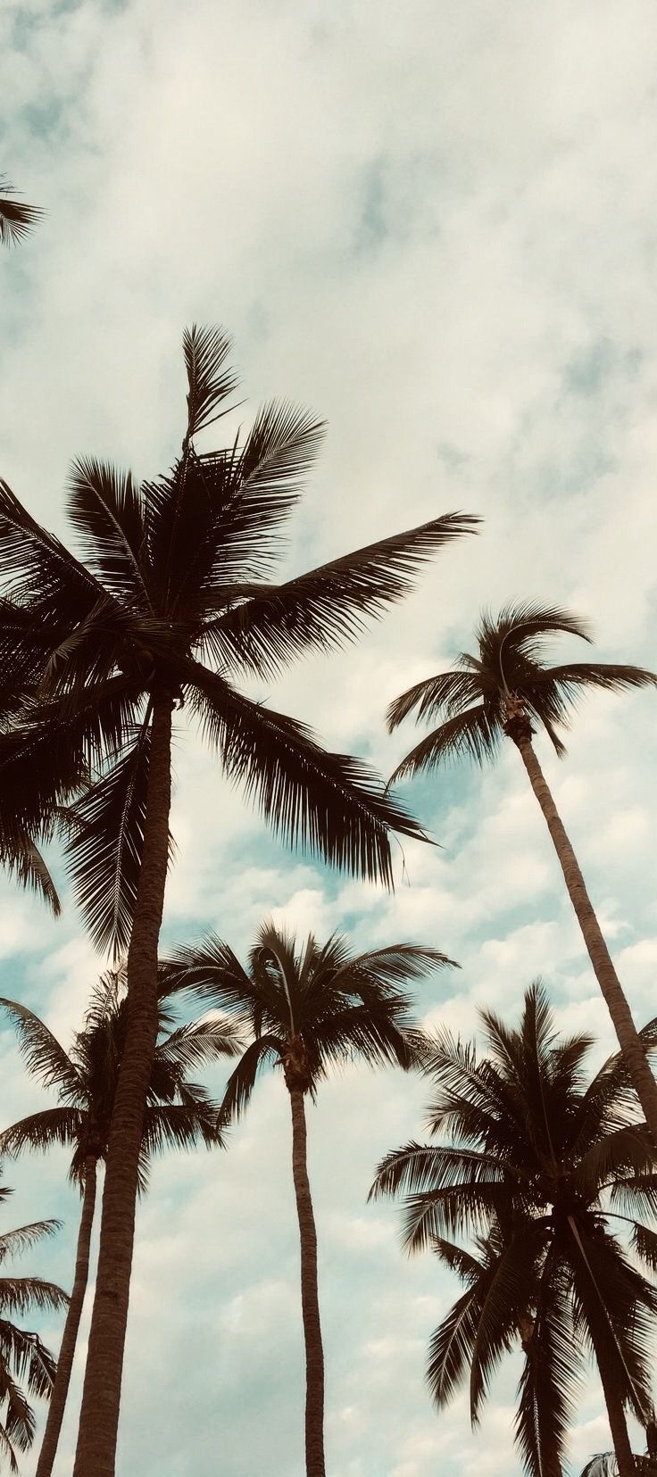 Aesthetic Palm Tree Phone Wallpapers