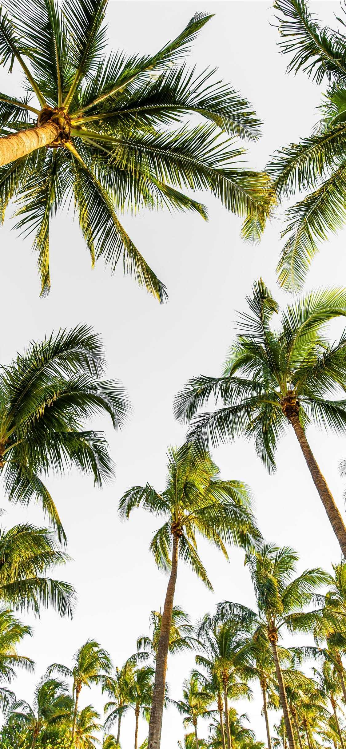 Aesthetic Palm Tree Phone Wallpapers