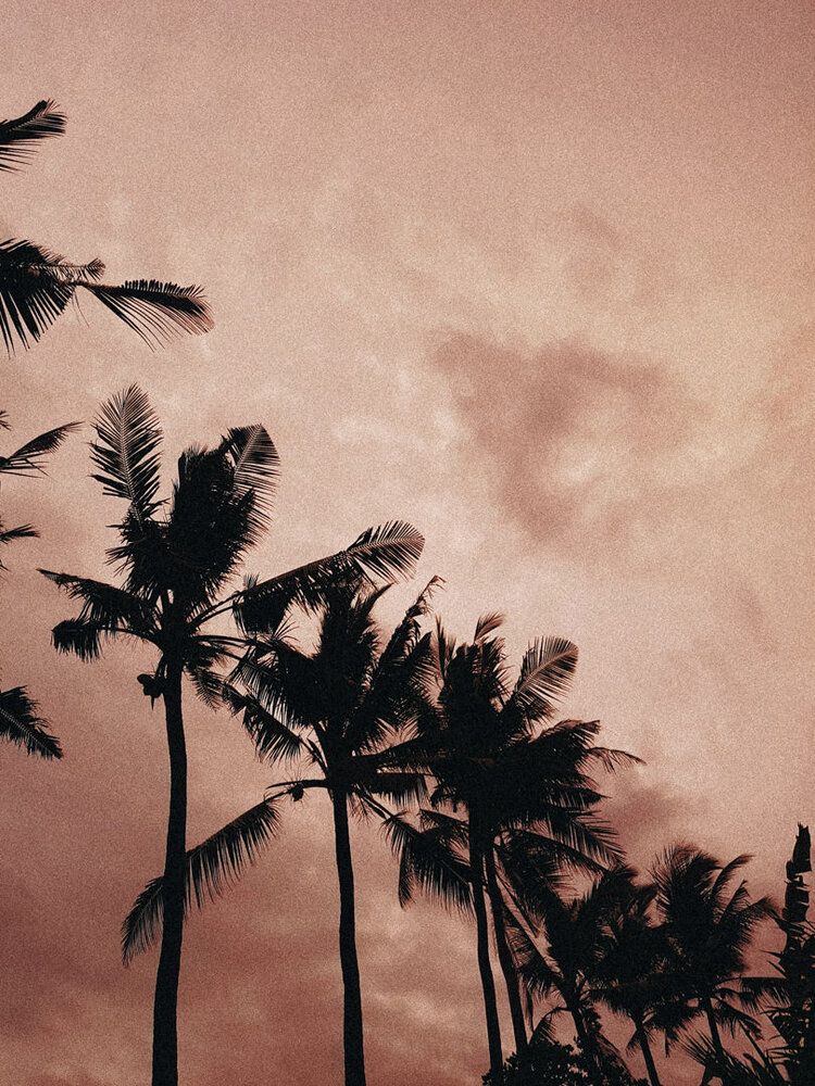 Aesthetic Palm Tree Phone Wallpapers