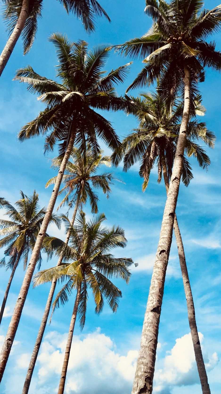 Aesthetic Palm Tree Phone Wallpapers