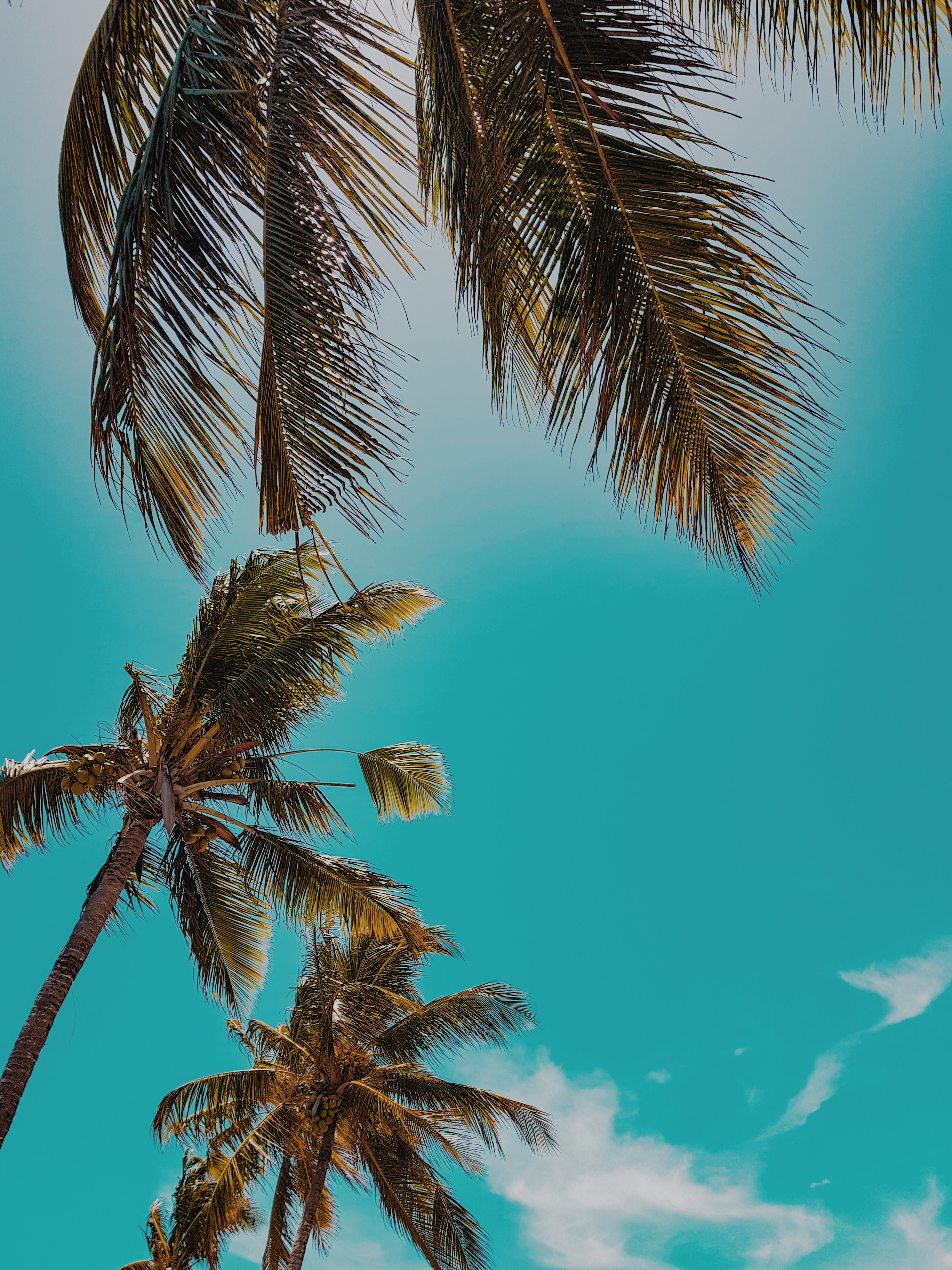 Aesthetic Palm Tree Phone Wallpapers