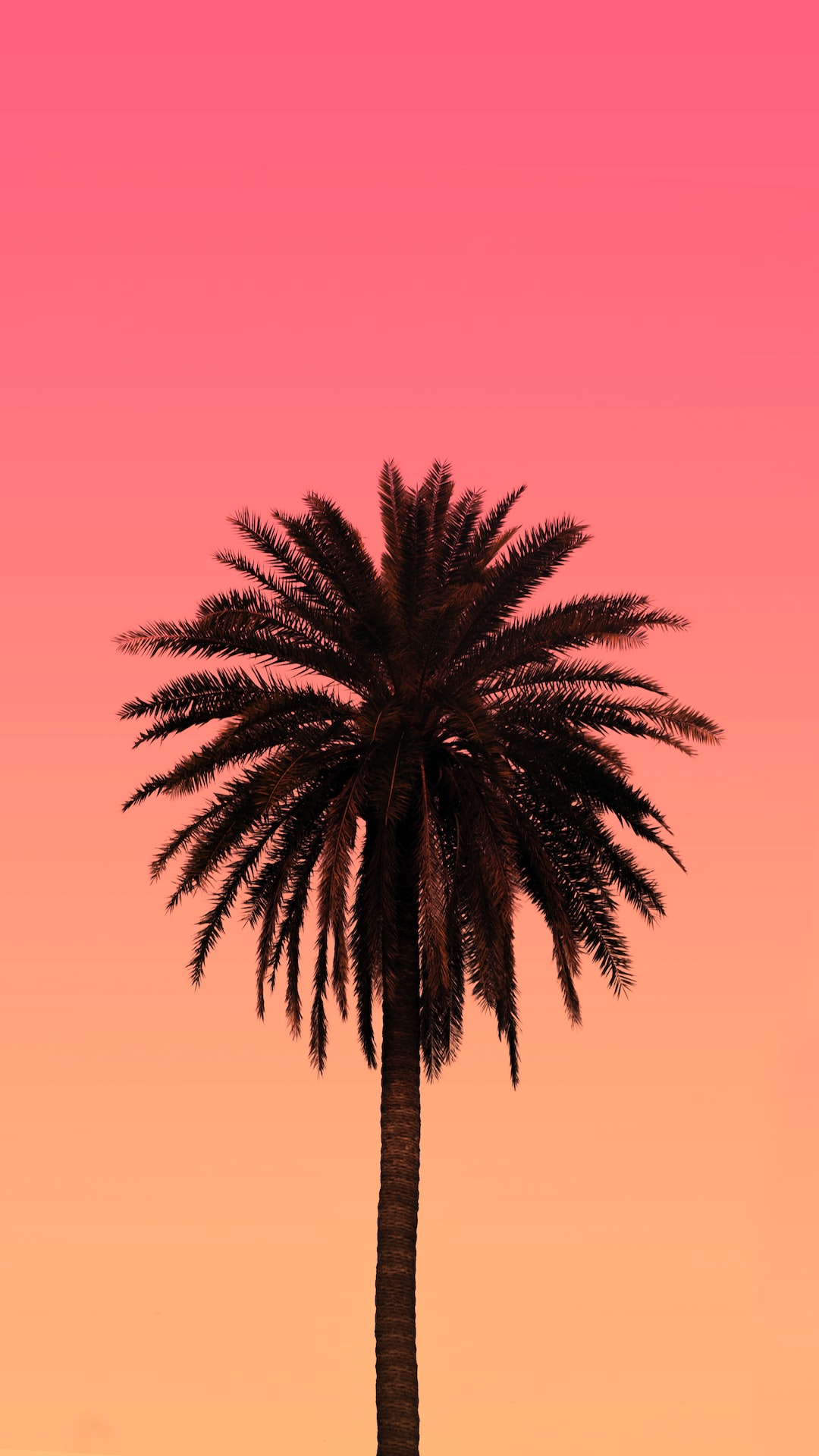 Aesthetic Palm Trees Wallpapers