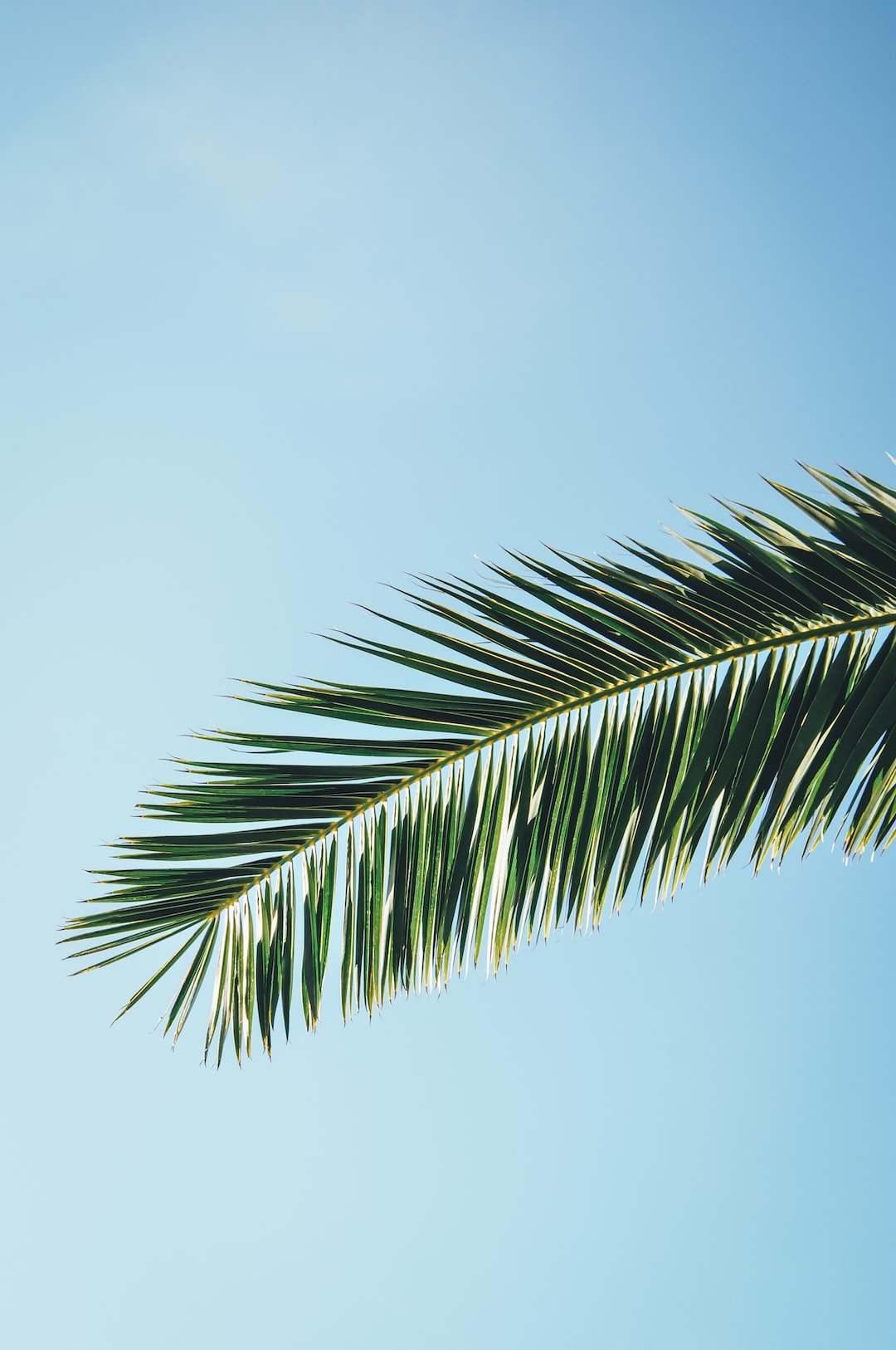 Aesthetic Palm Trees Wallpapers