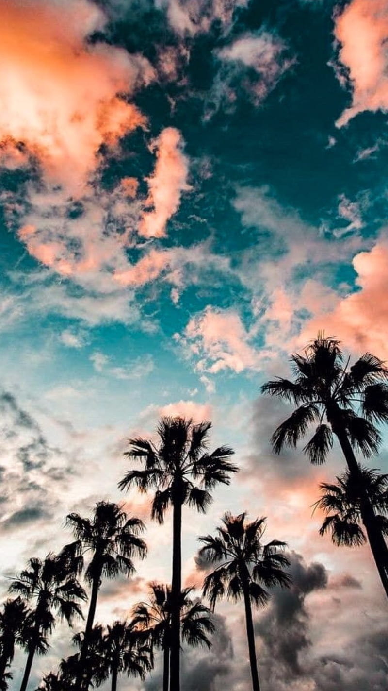 Aesthetic Palm Trees Wallpapers