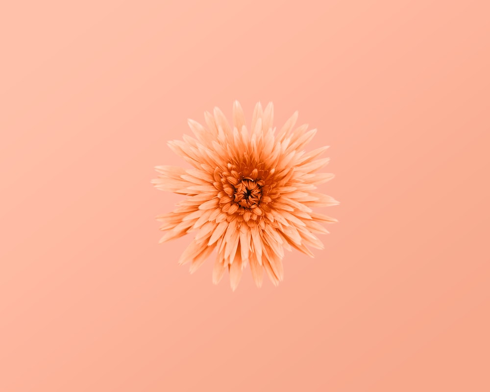 Aesthetic Peachy Wallpapers