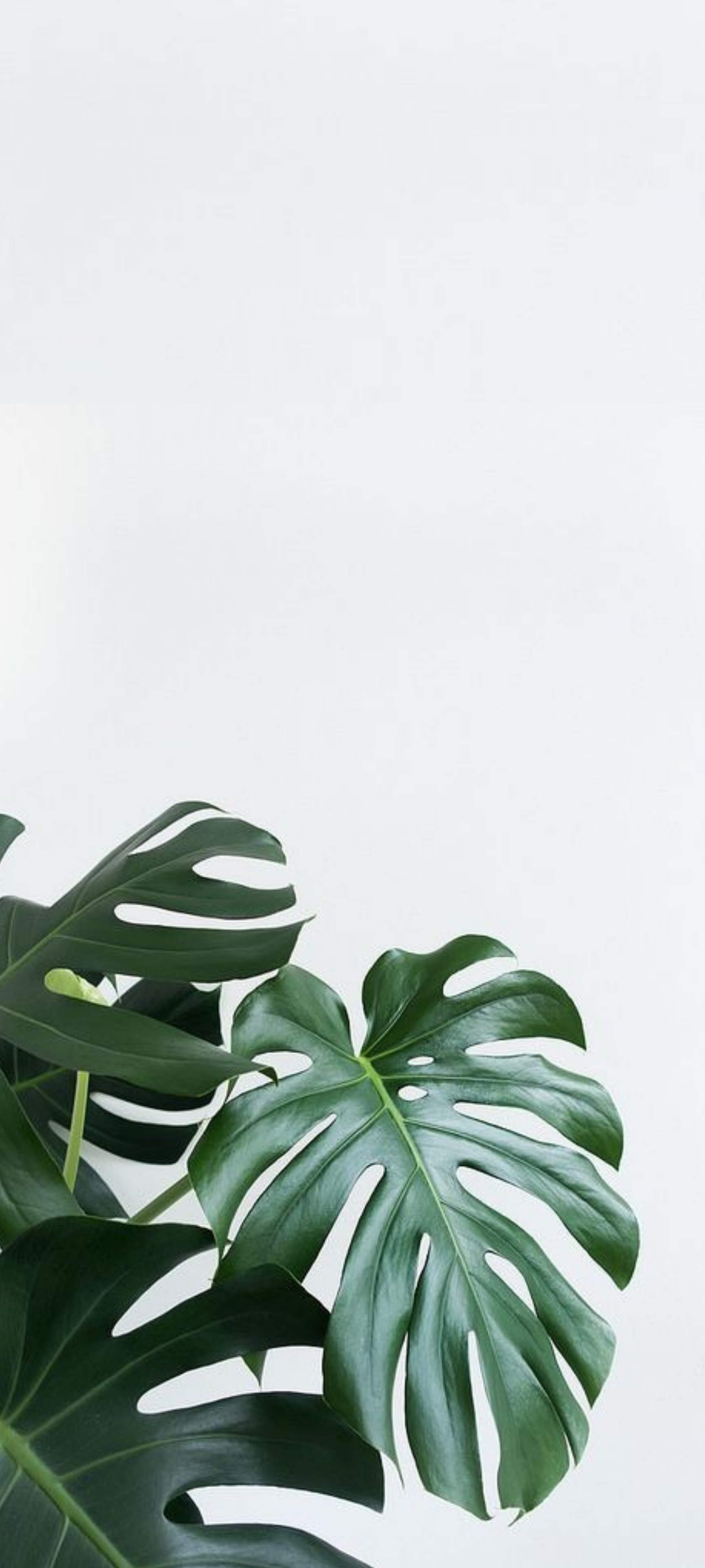 Aesthetic Plant Wallpapers