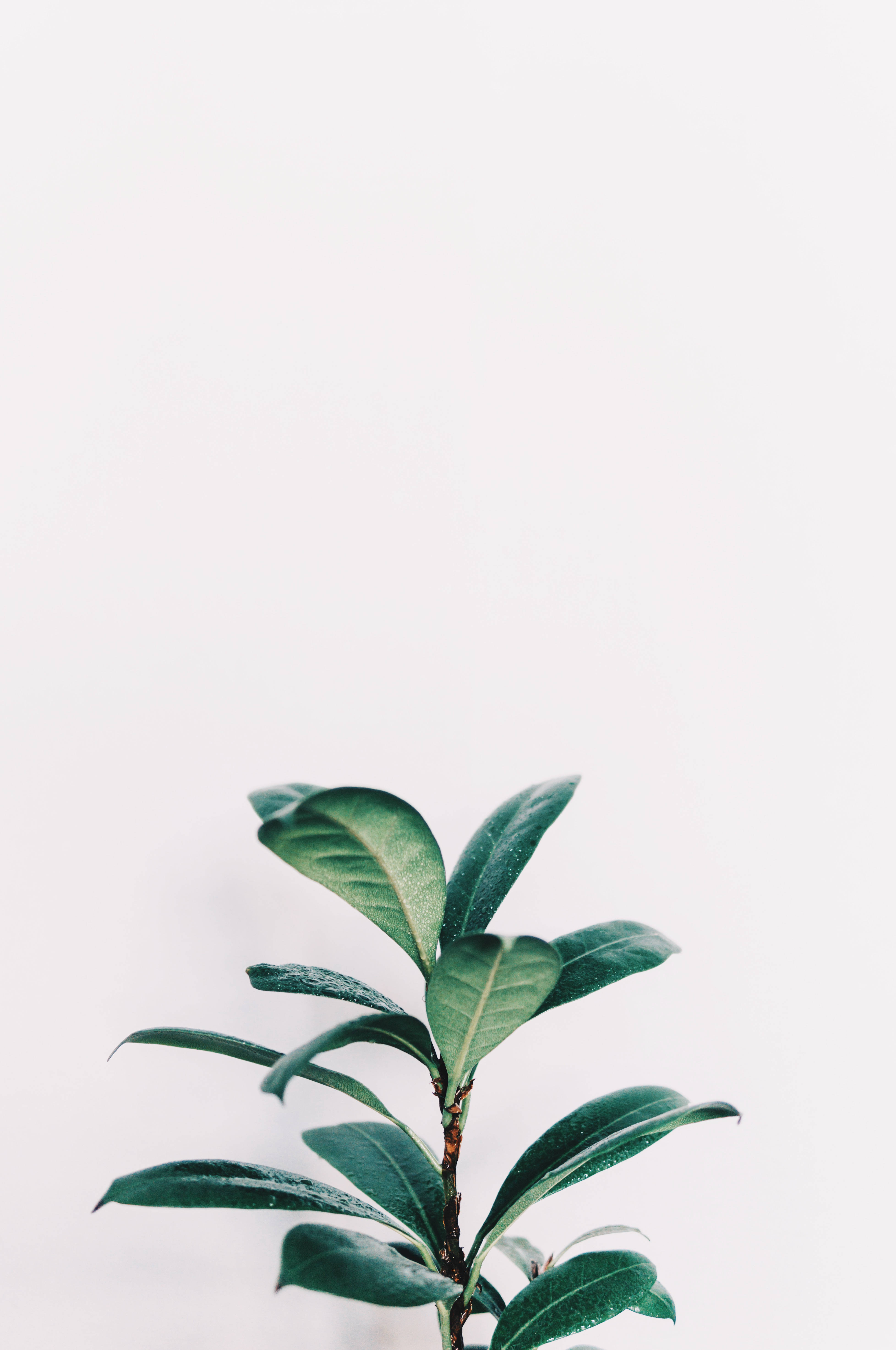 Aesthetic Plant Wallpapers