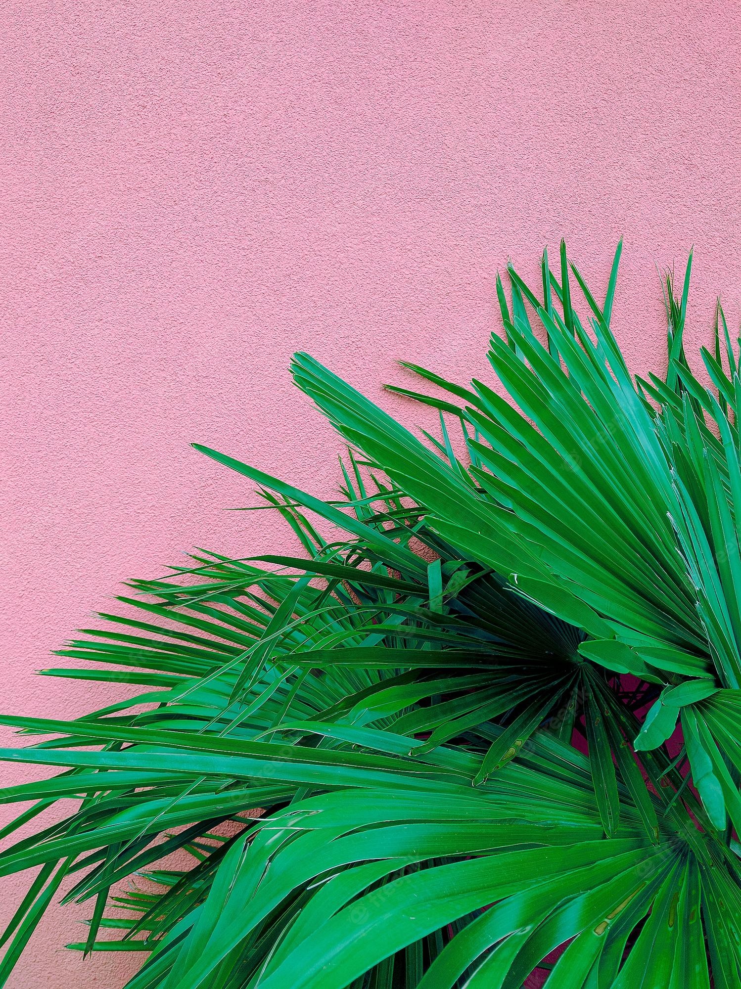 Aesthetic Plant Wallpapers