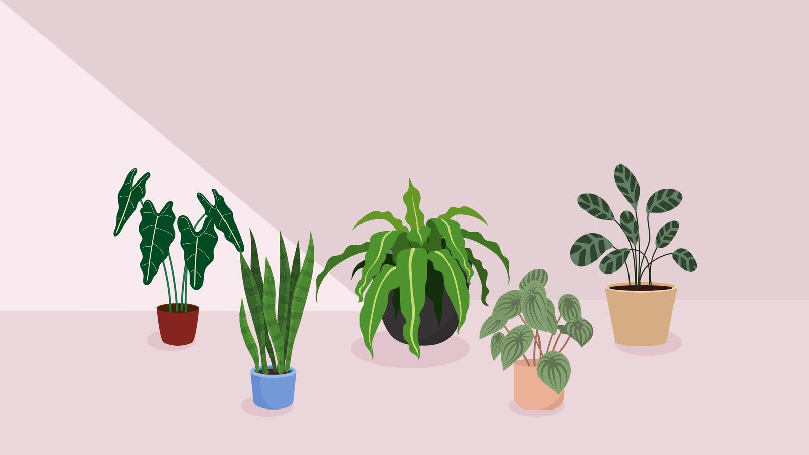 Aesthetic Plant Wallpapers
