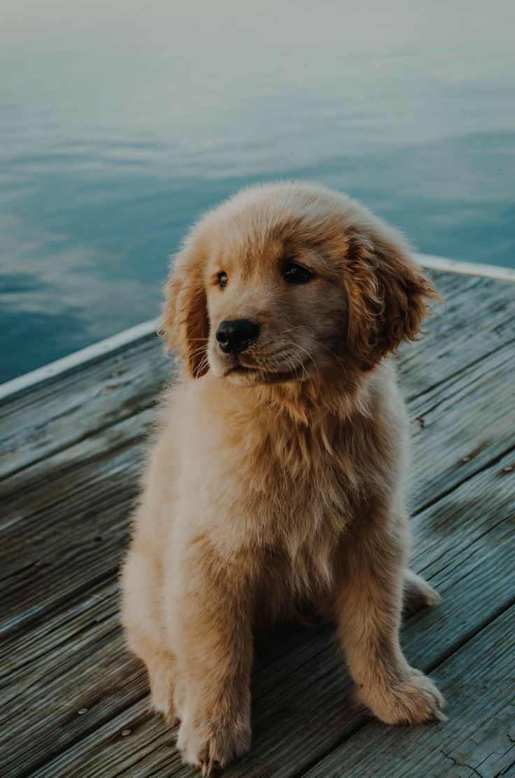 Aesthetic Puppy Wallpapers