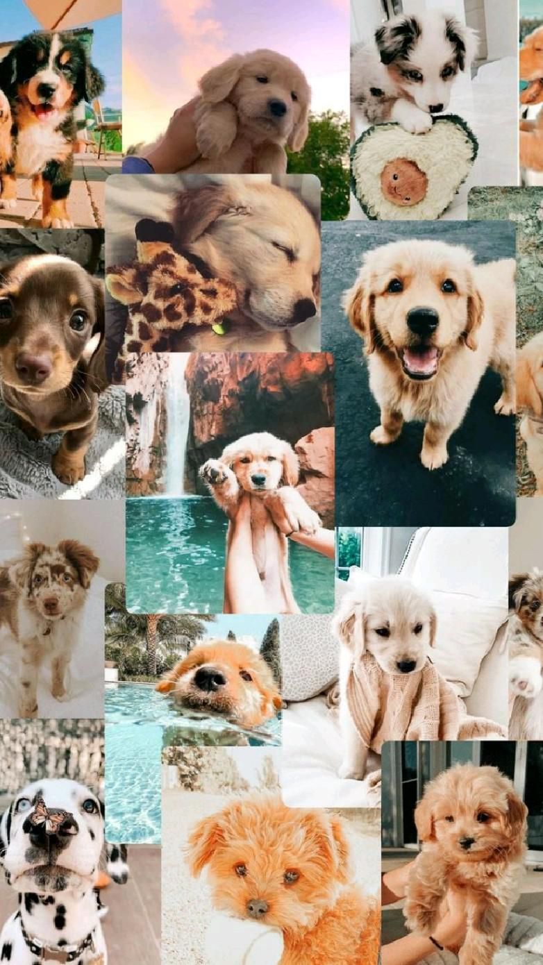 Aesthetic Puppy Wallpapers