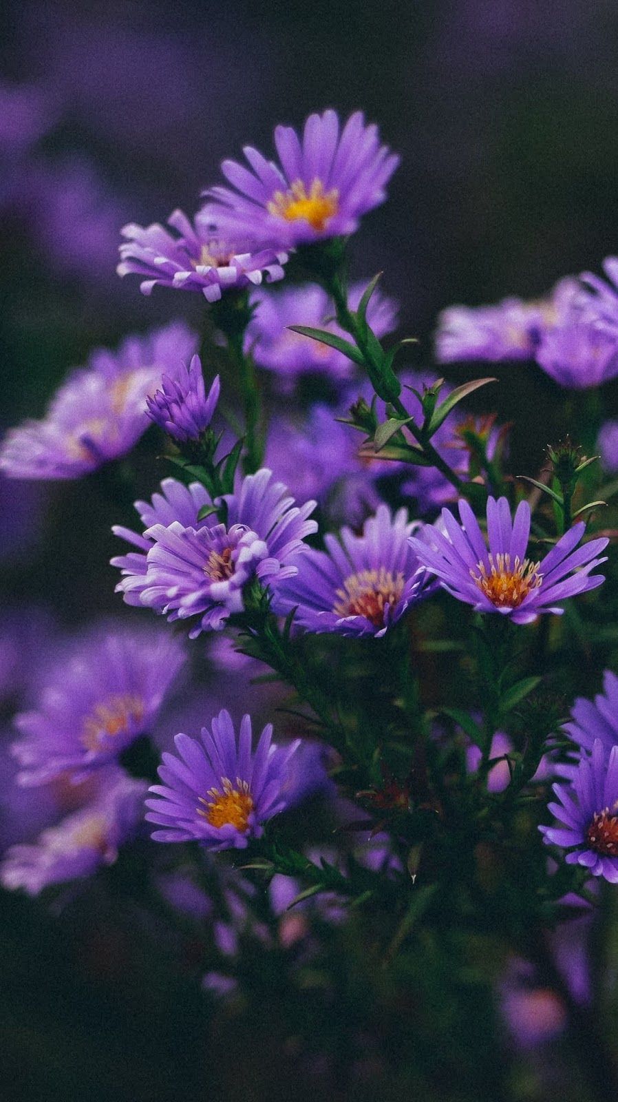 Aesthetic Purple Flower Wallpapers