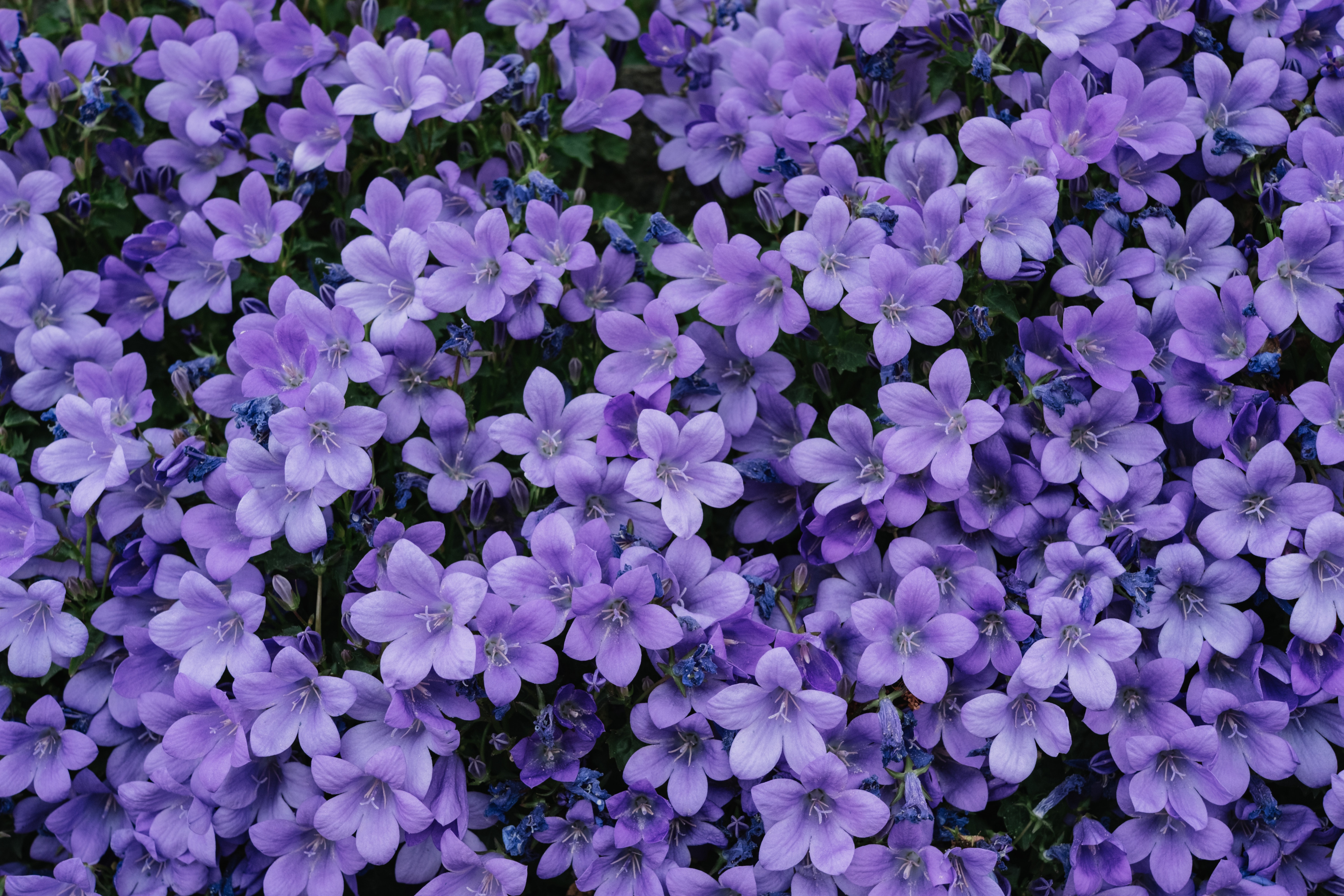 Aesthetic Purple Flower Wallpapers