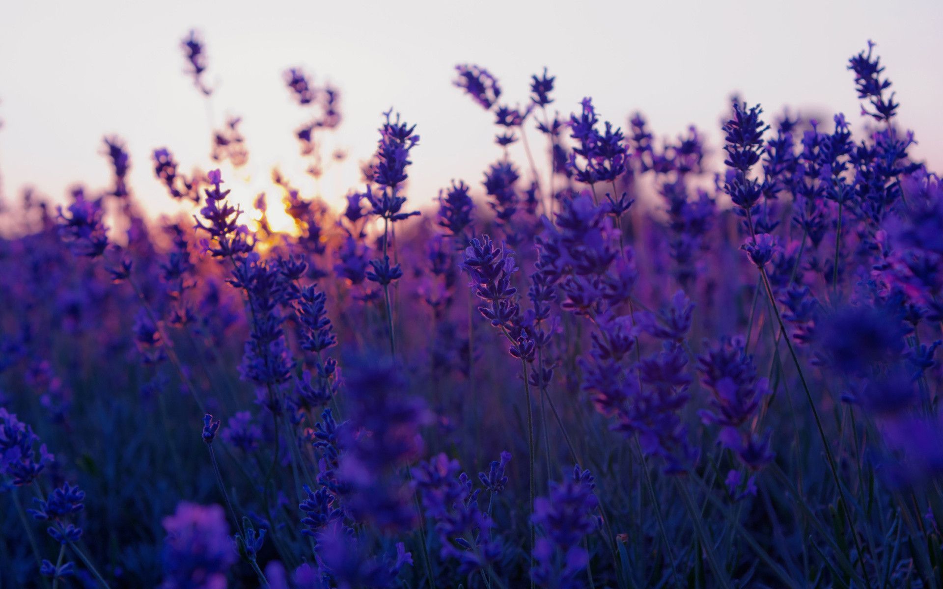 Aesthetic Purple Flower Wallpapers