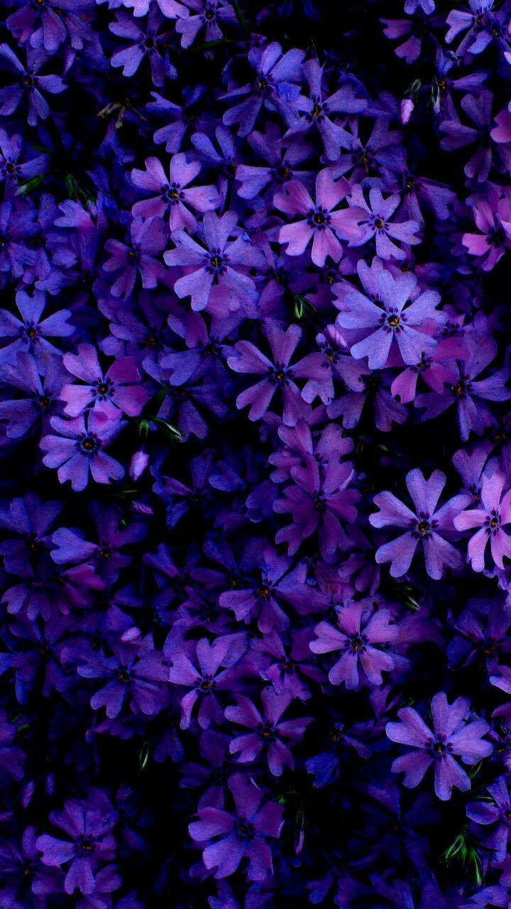 Aesthetic Purple Flower Wallpapers