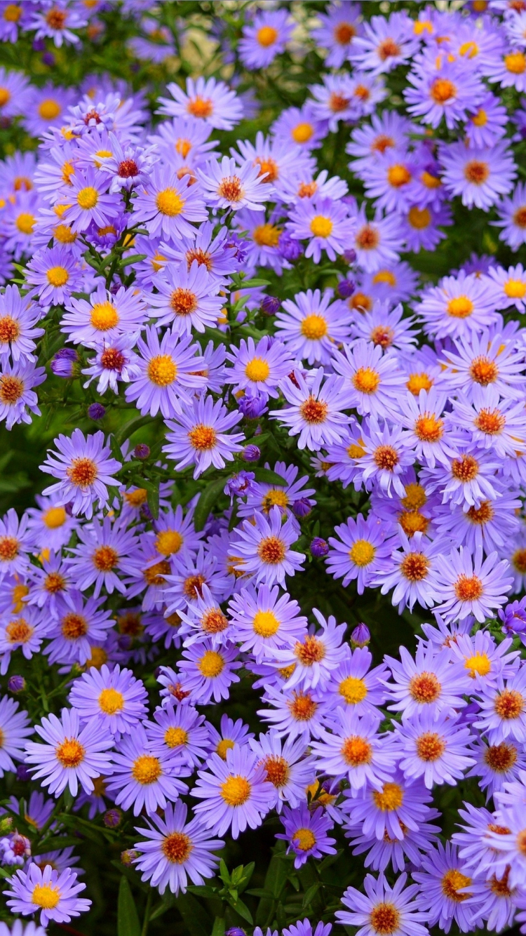 Aesthetic Purple Flower Wallpapers