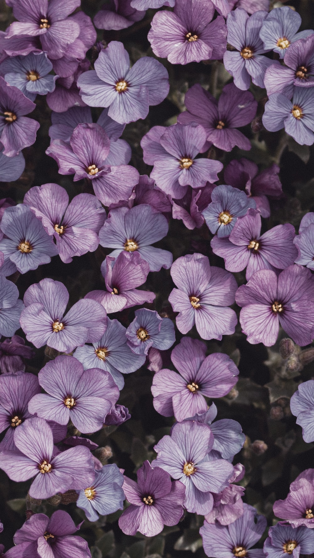 Aesthetic Purple Flower Wallpapers