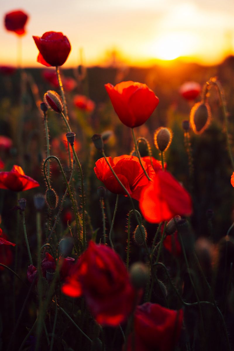 Aesthetic Red Flower Wallpapers