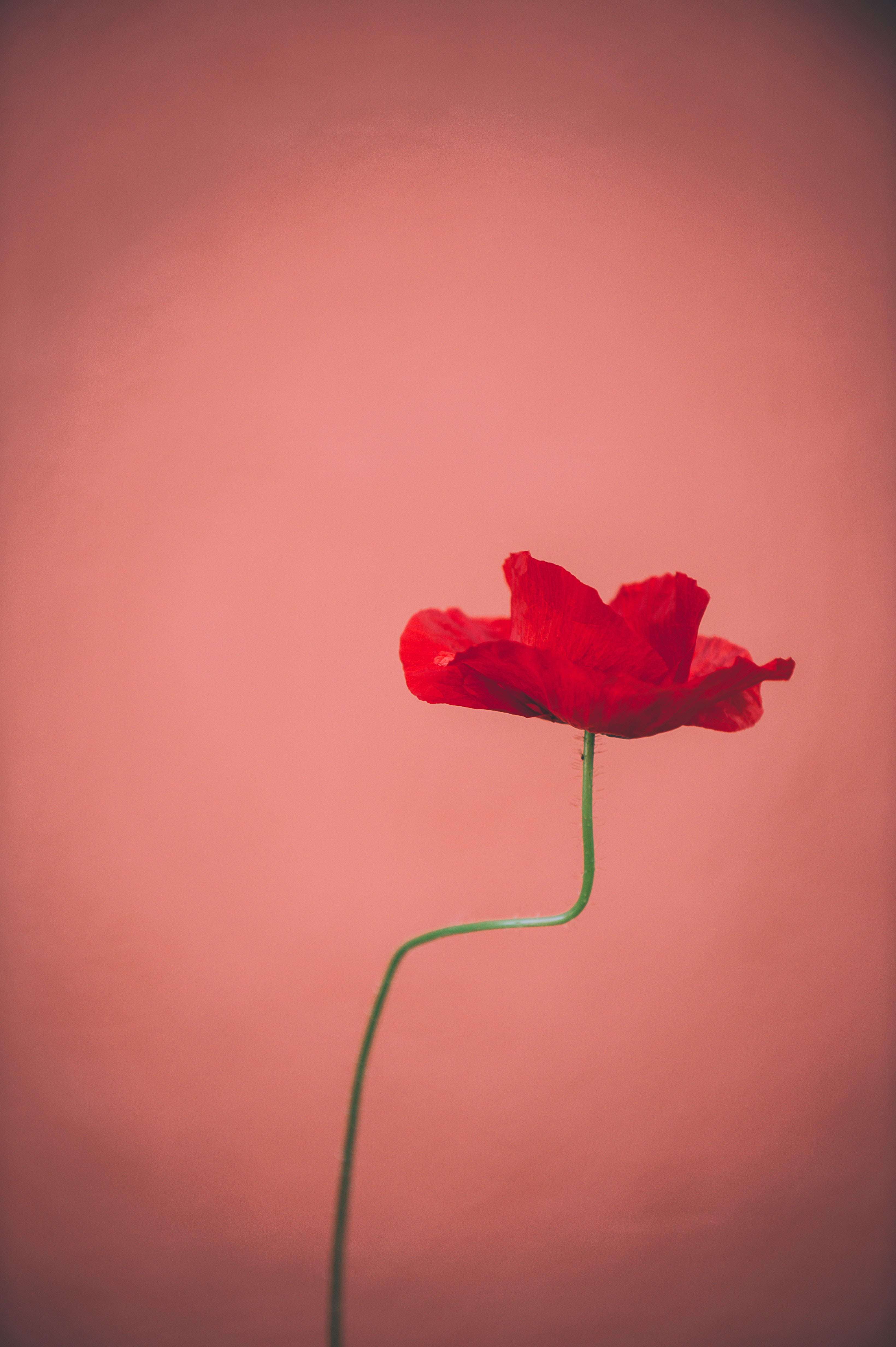 Aesthetic Red Flower Wallpapers