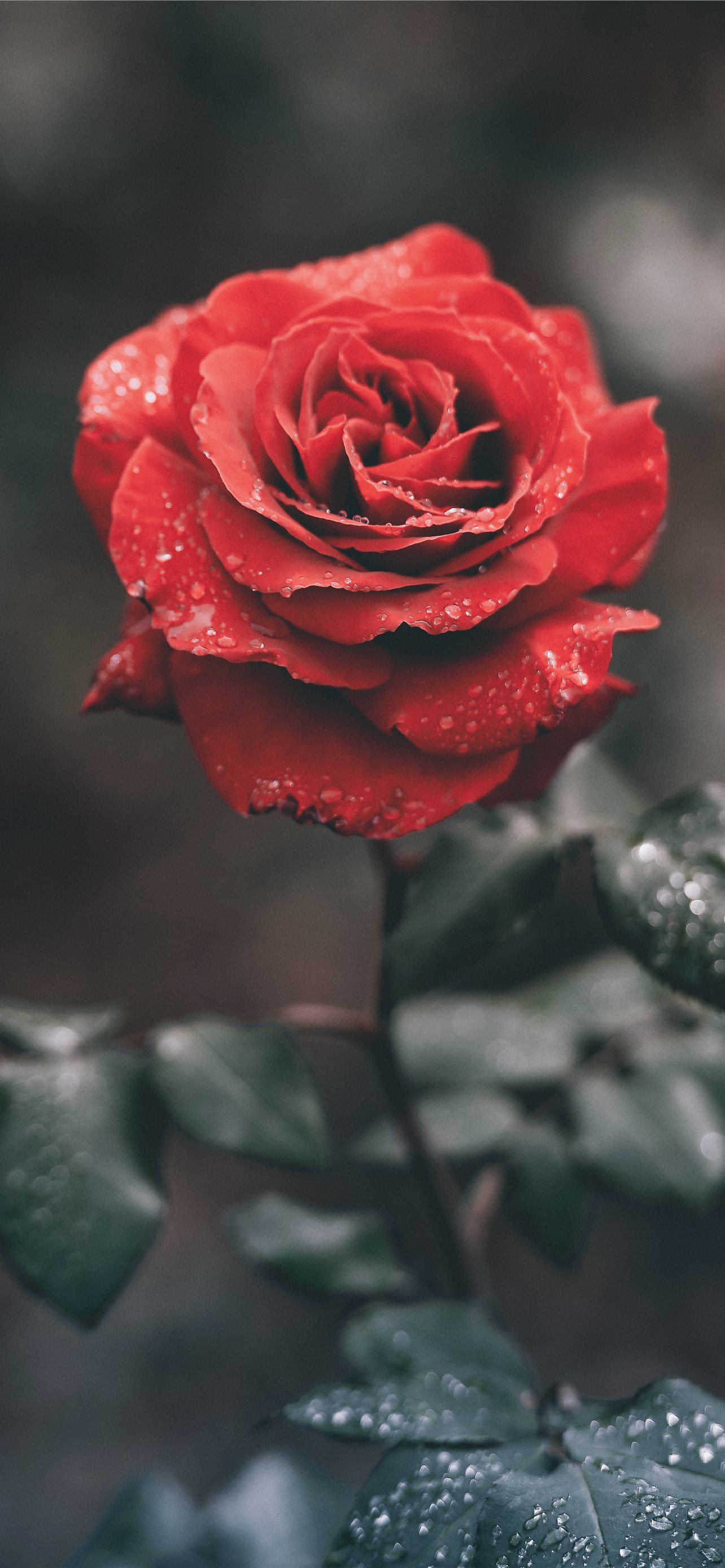 Aesthetic Red Flower Wallpapers