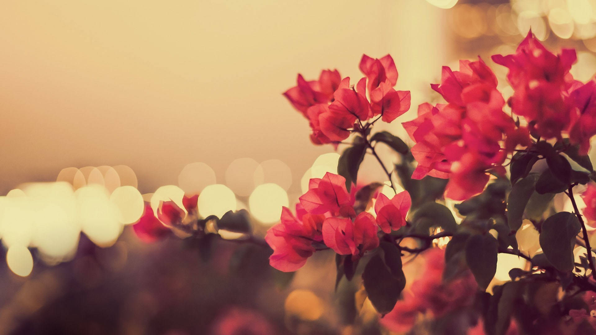 Aesthetic Red Flower Wallpapers