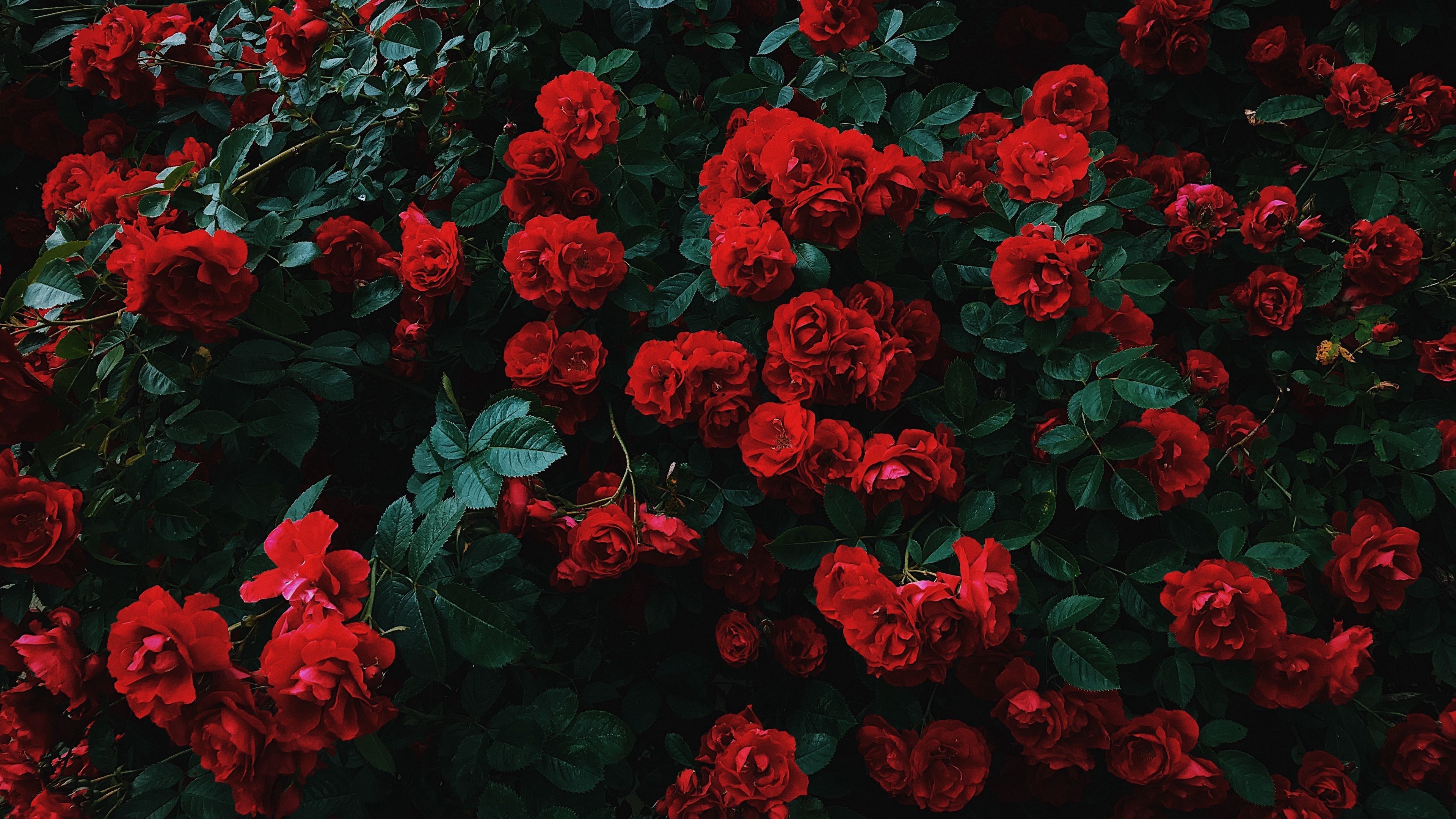 Aesthetic Rose Computer Wallpapers