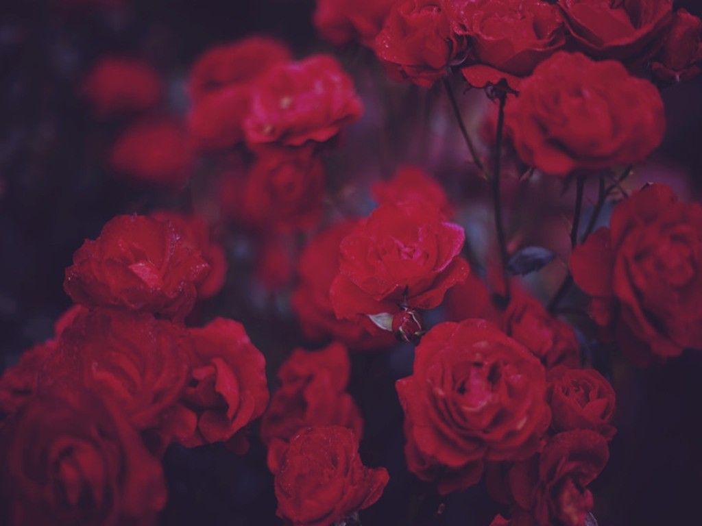 Aesthetic Rose Computer Wallpapers