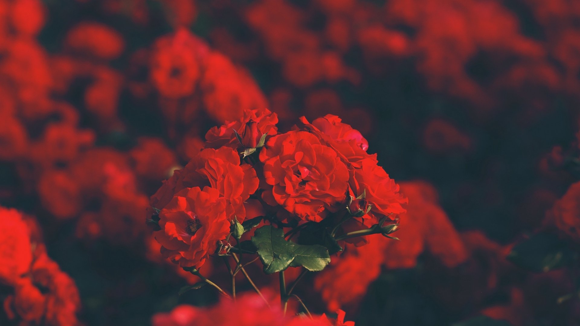 Aesthetic Rose Computer Wallpapers
