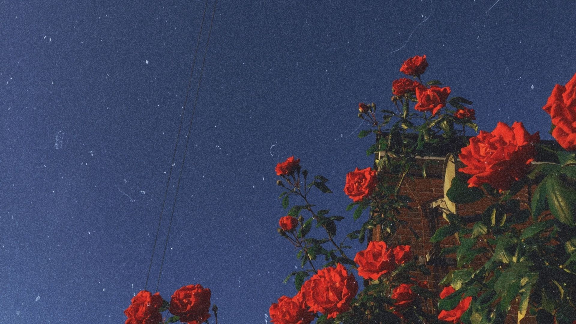 Aesthetic Rose Computer Wallpapers