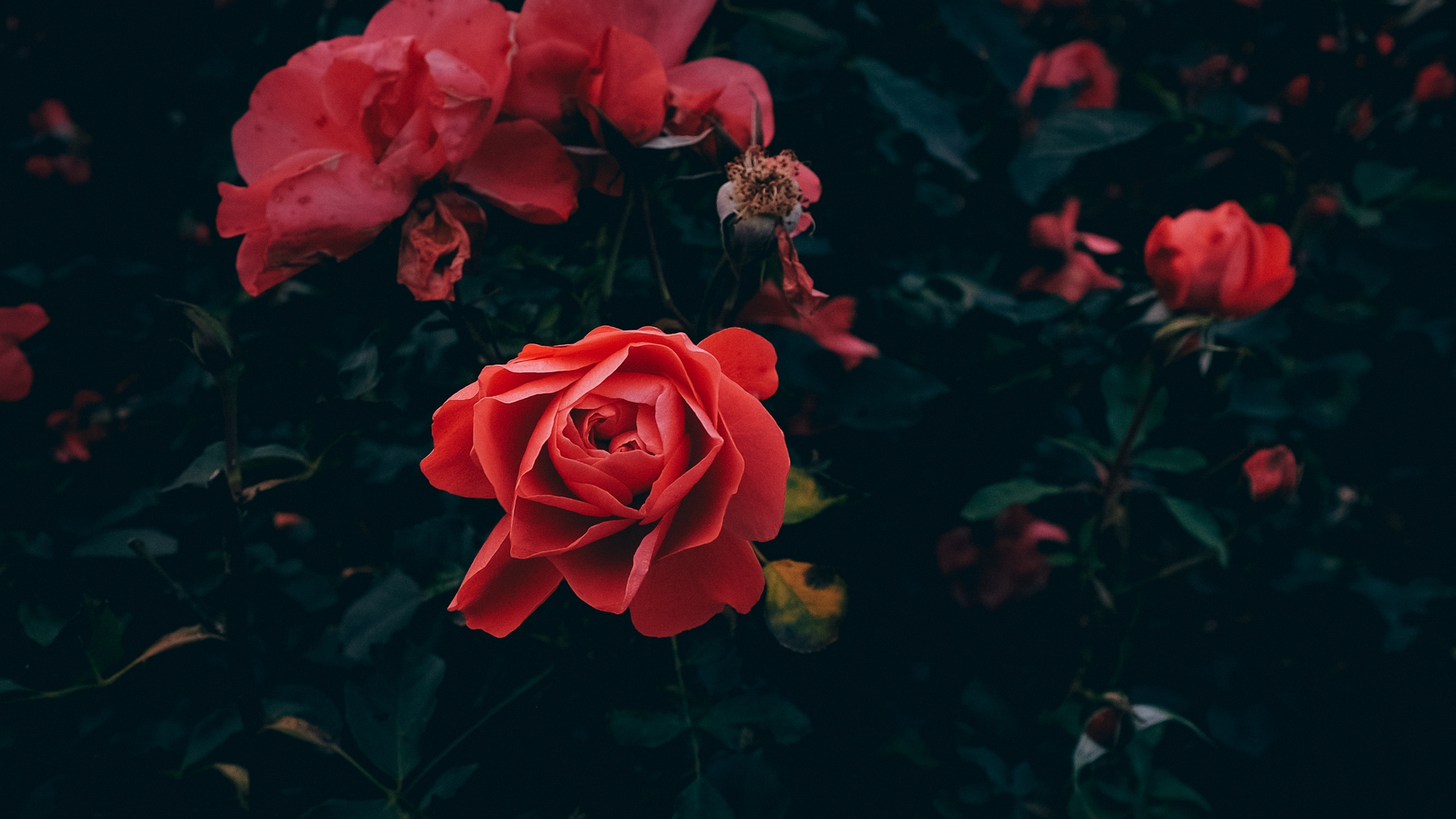 Aesthetic Rose Computer Wallpapers