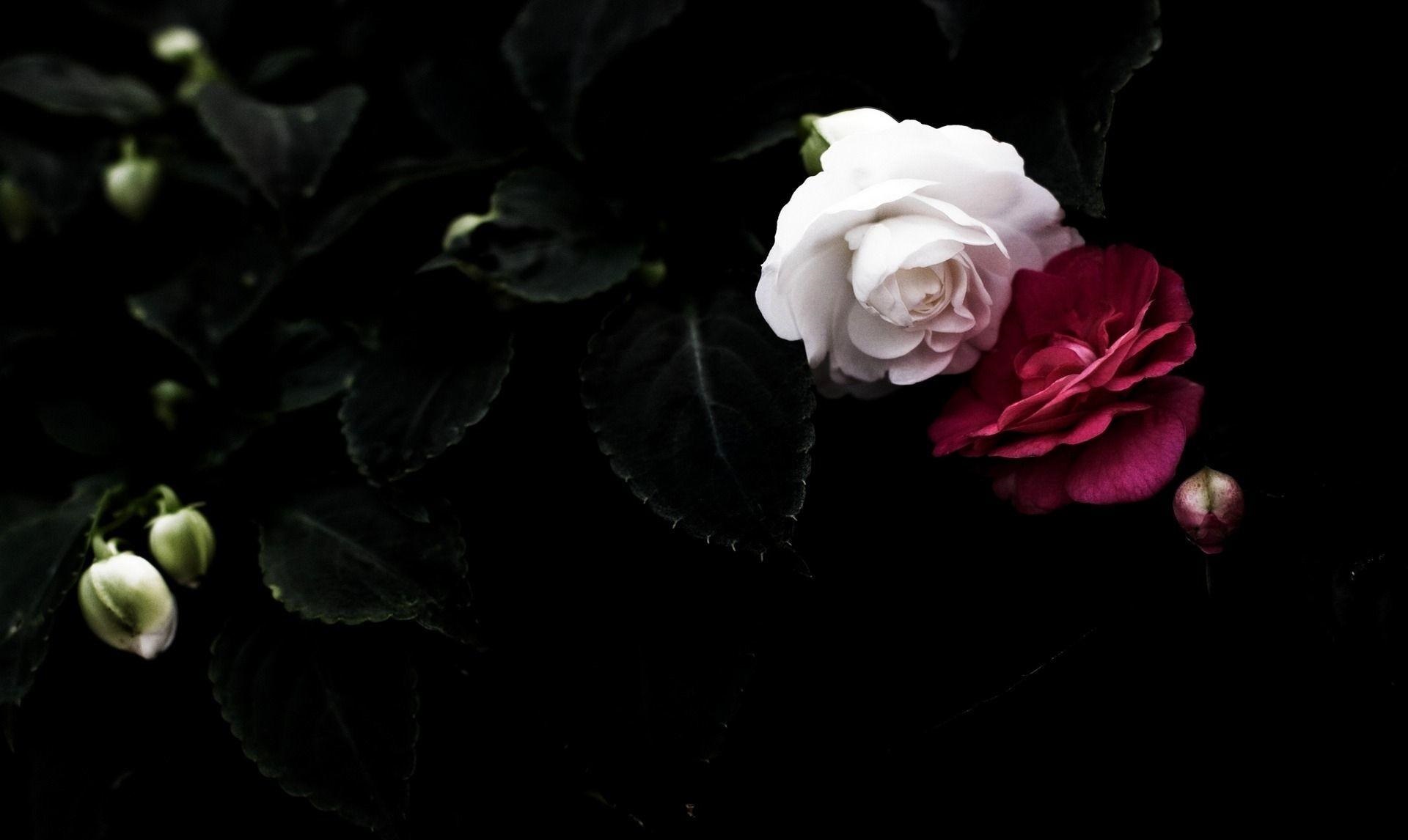 Aesthetic Rose Computer Wallpapers