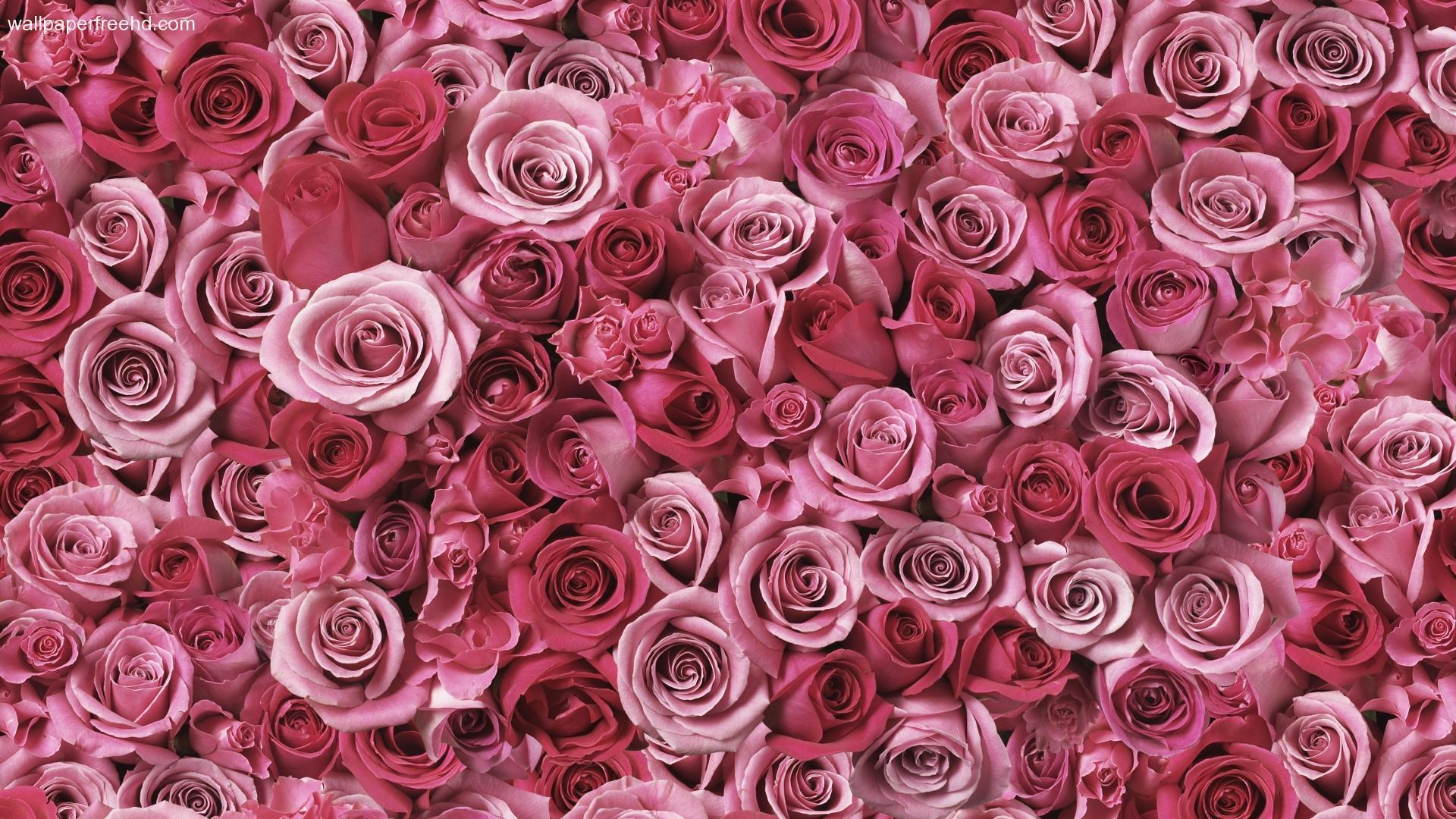 Aesthetic Rose Computer Wallpapers