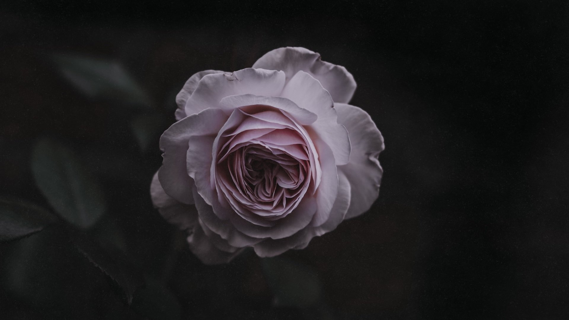 Aesthetic Rose Computer Wallpapers