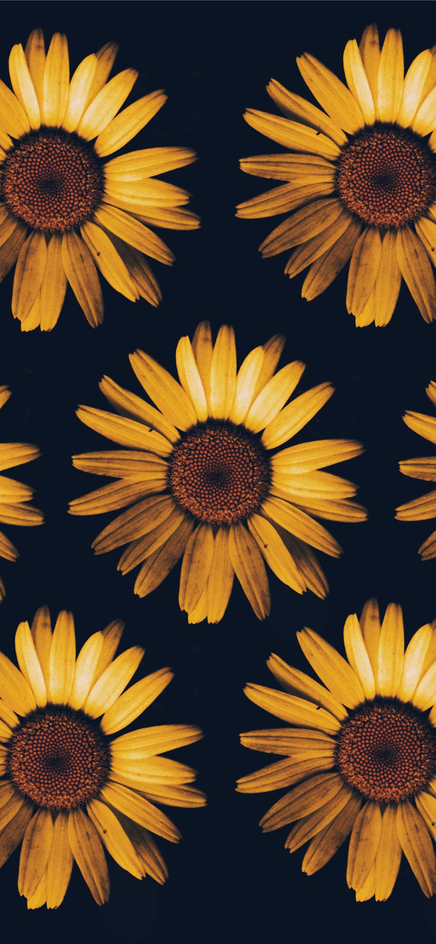 Aesthetic Roses And Sunflowers Wallpapers