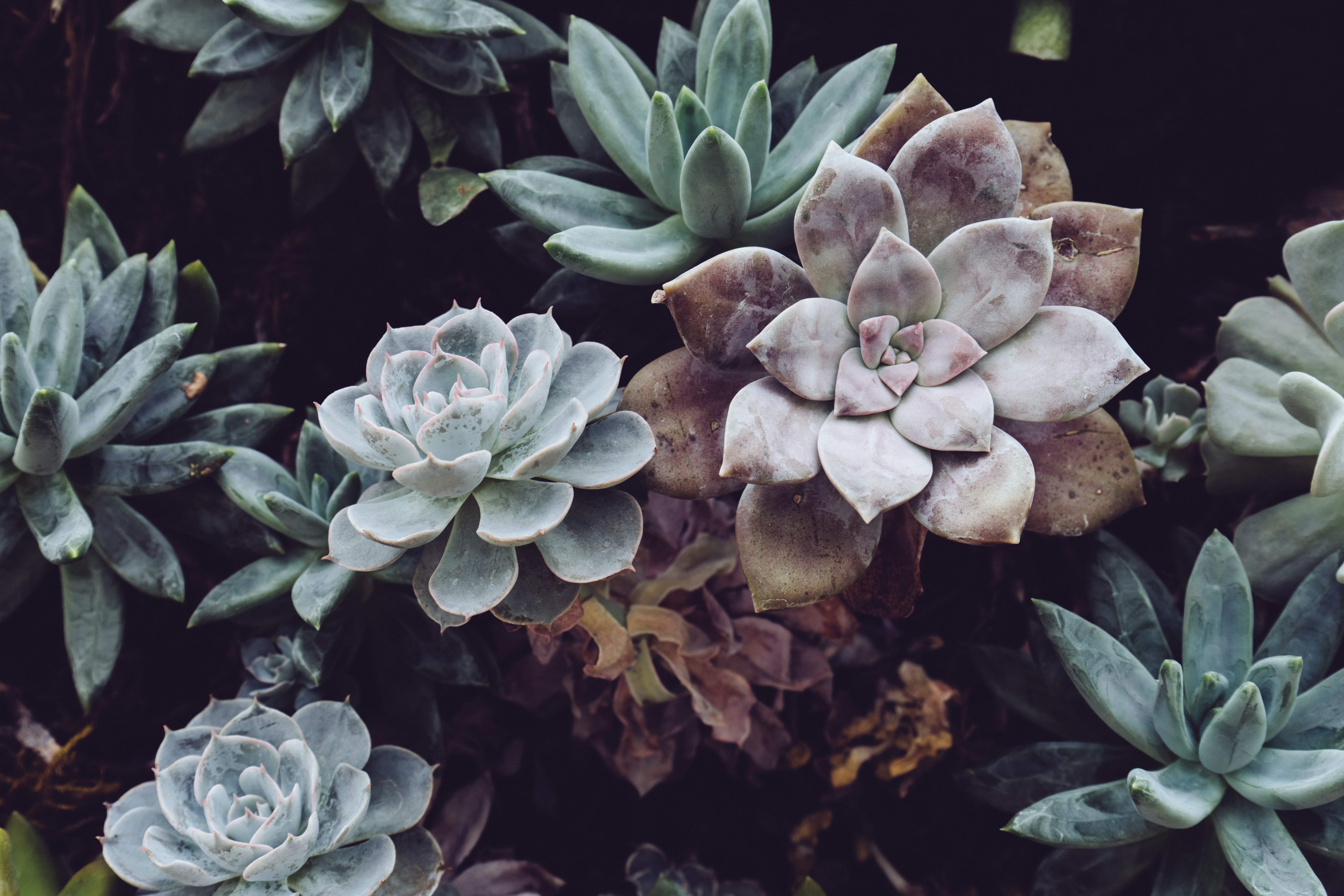 Aesthetic Succulents Wallpapers